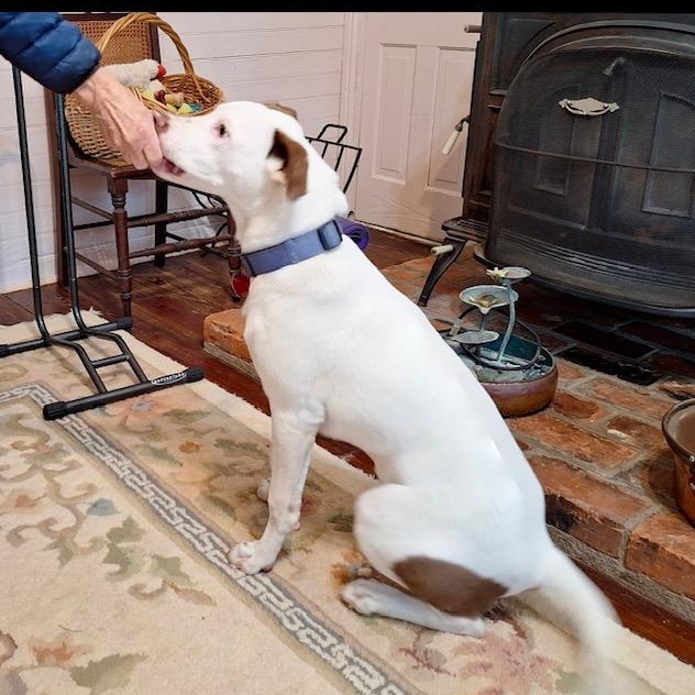 Cody, a Adoptable mixed breed in Irmo, SC image 3/3