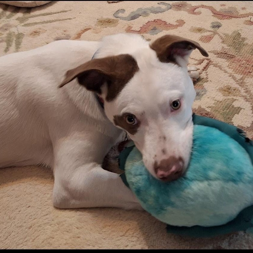 Cody, a Adoptable mixed breed in Irmo, SC image 2/3