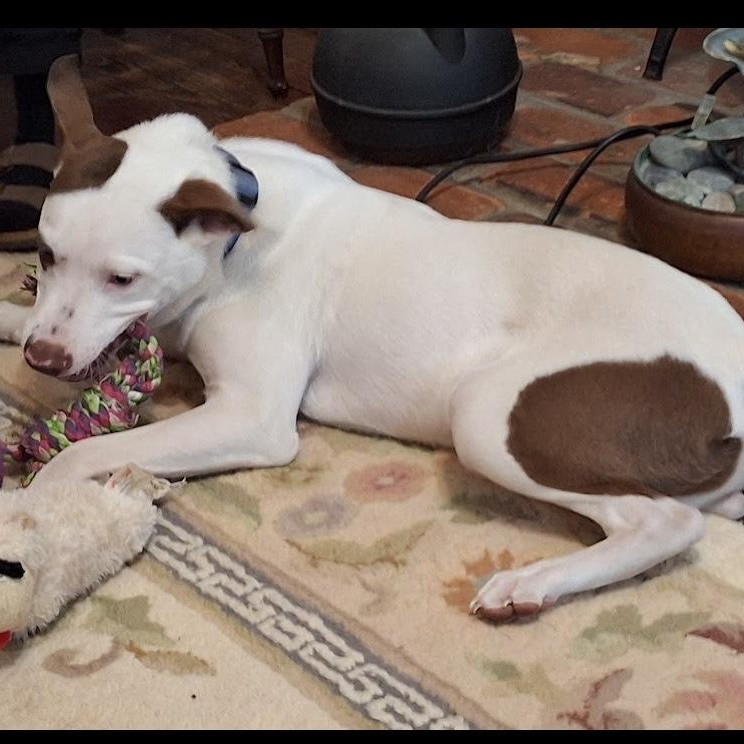 Cody, a Adoptable mixed breed in Irmo, SC image 1/3