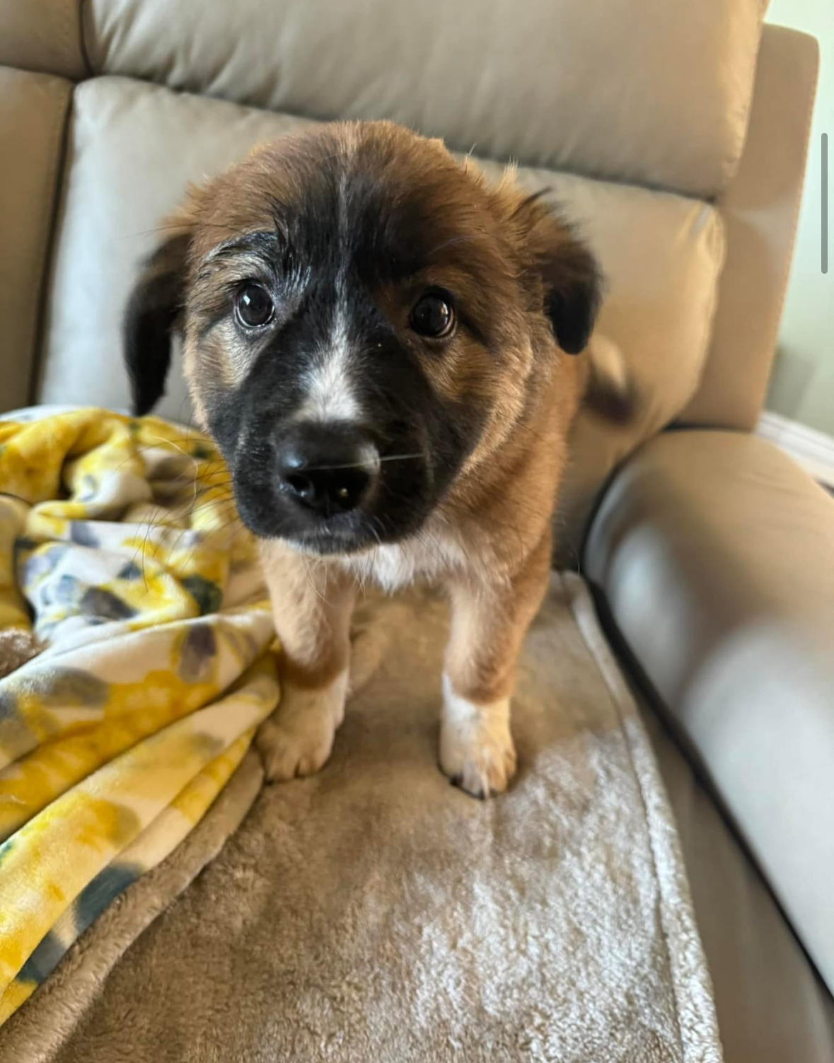 Annie, Adopted, Puppy Female Australian Shepherd & Great Pyrenees.