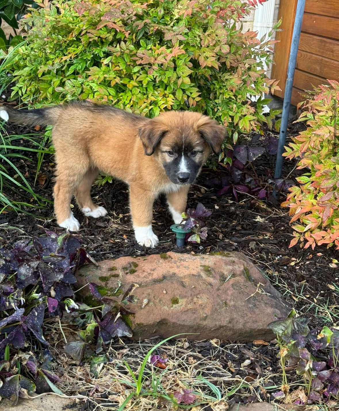 Enlarge Annie, a Adopted mixed breed in Southlake, TX image 2/4