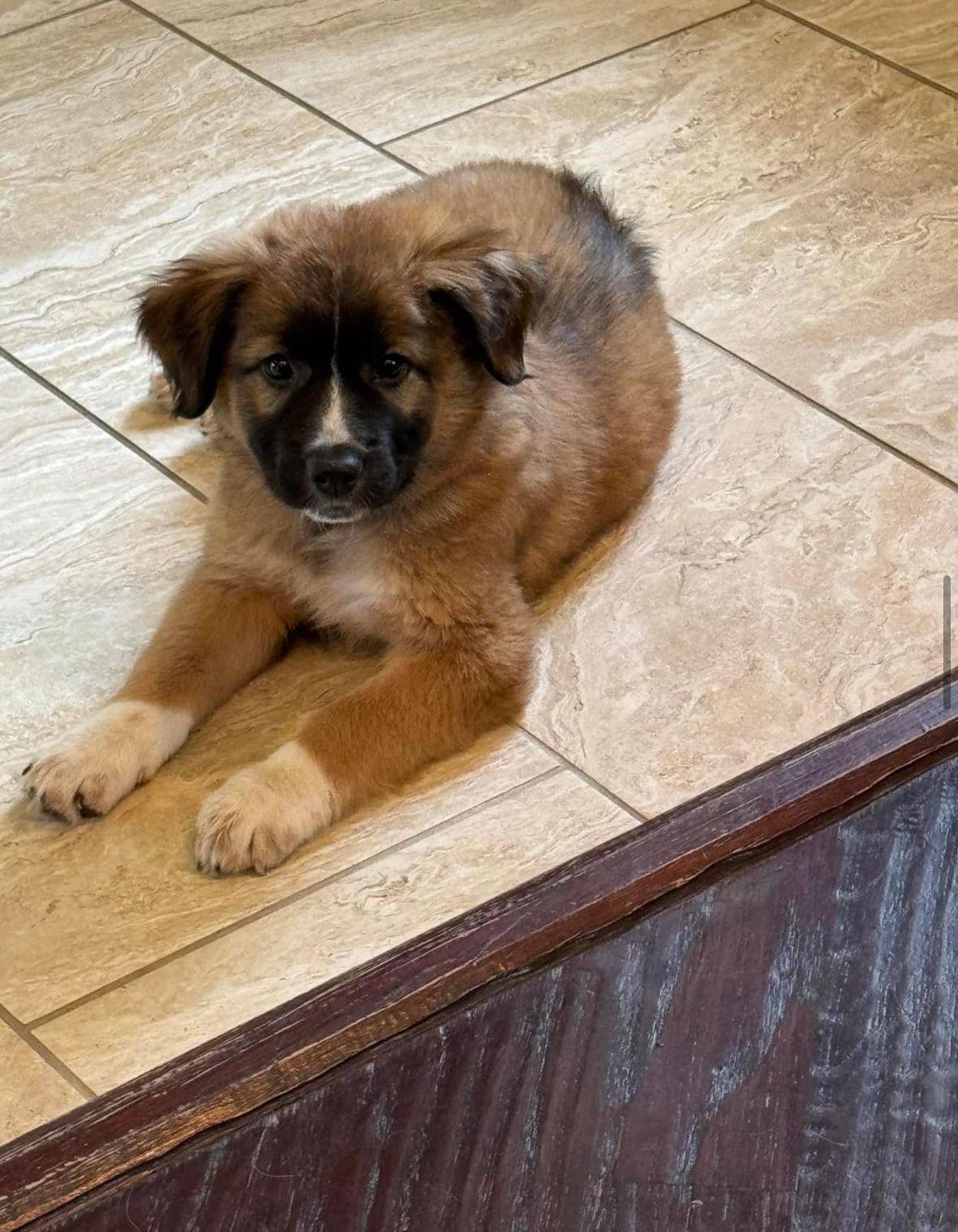 Enlarge Annie, a Adopted mixed breed in Southlake, TX image 3/4