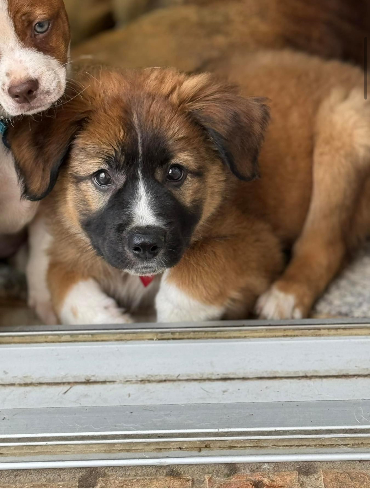 Enlarge Annie, a Adopted mixed breed in Southlake, TX image 4/4