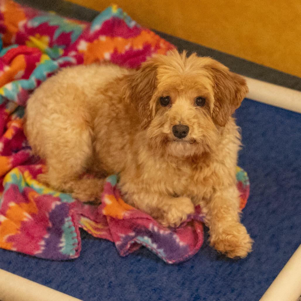 Howard (JN25-366), a Adoptable Schnauzer in Bendena, KS image 3/6