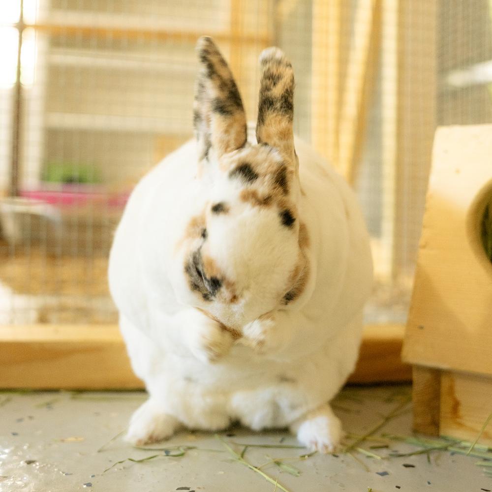 Pumpkin Spice Latte *Adoption Pending*, Adoptable, Adult Female Rex.