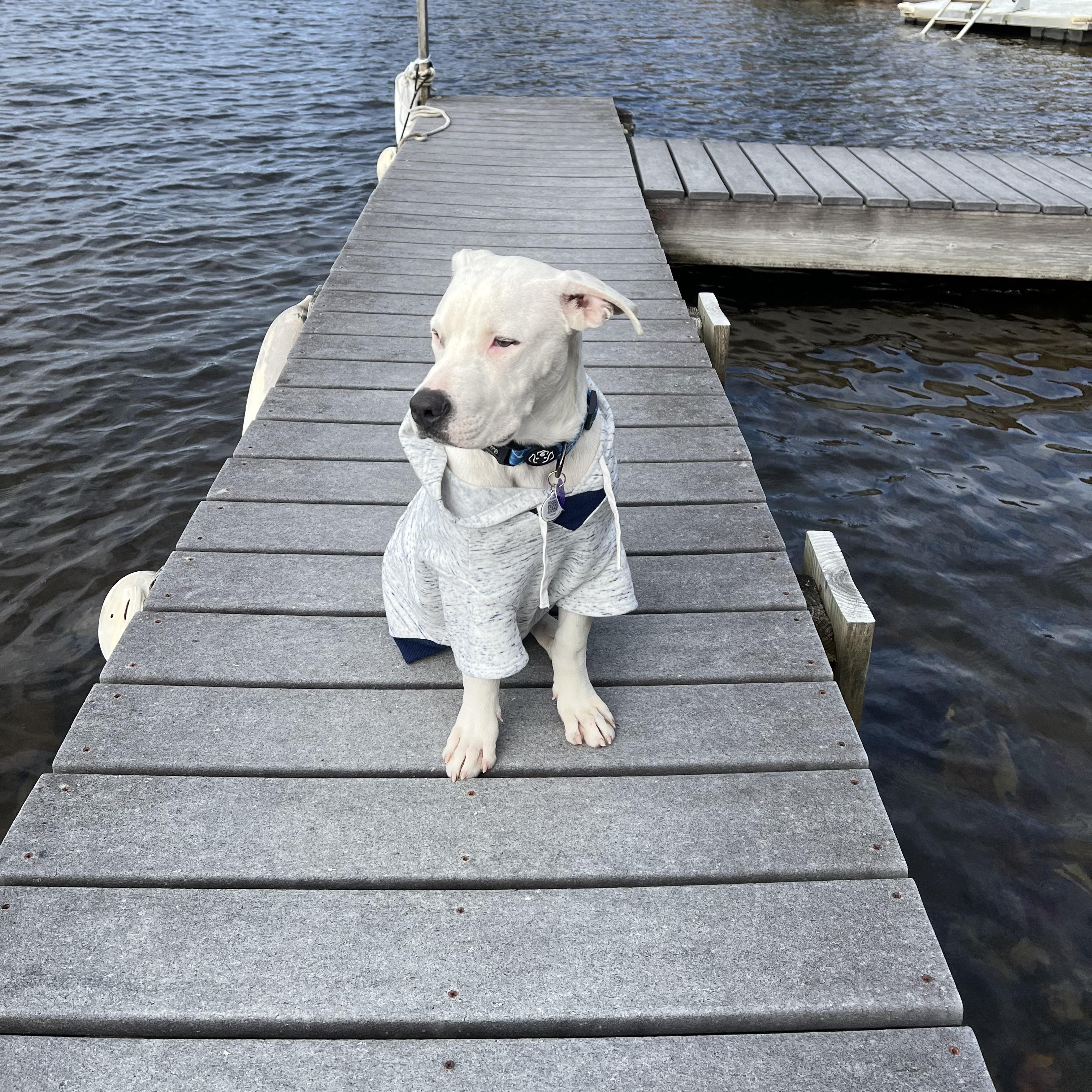 Enlarge Morty, a Adoptable mixed breed in Avon, CT image 3/6