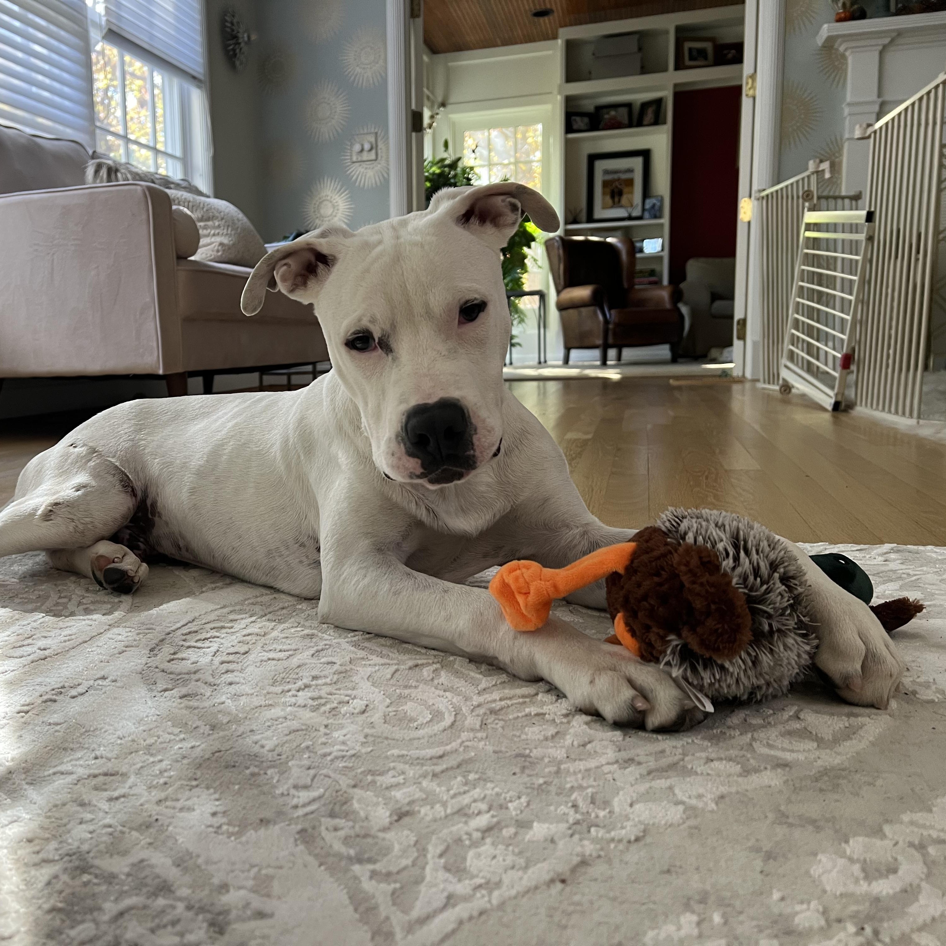 Enlarge Morty, a Adoptable mixed breed in Avon, CT image 5/6