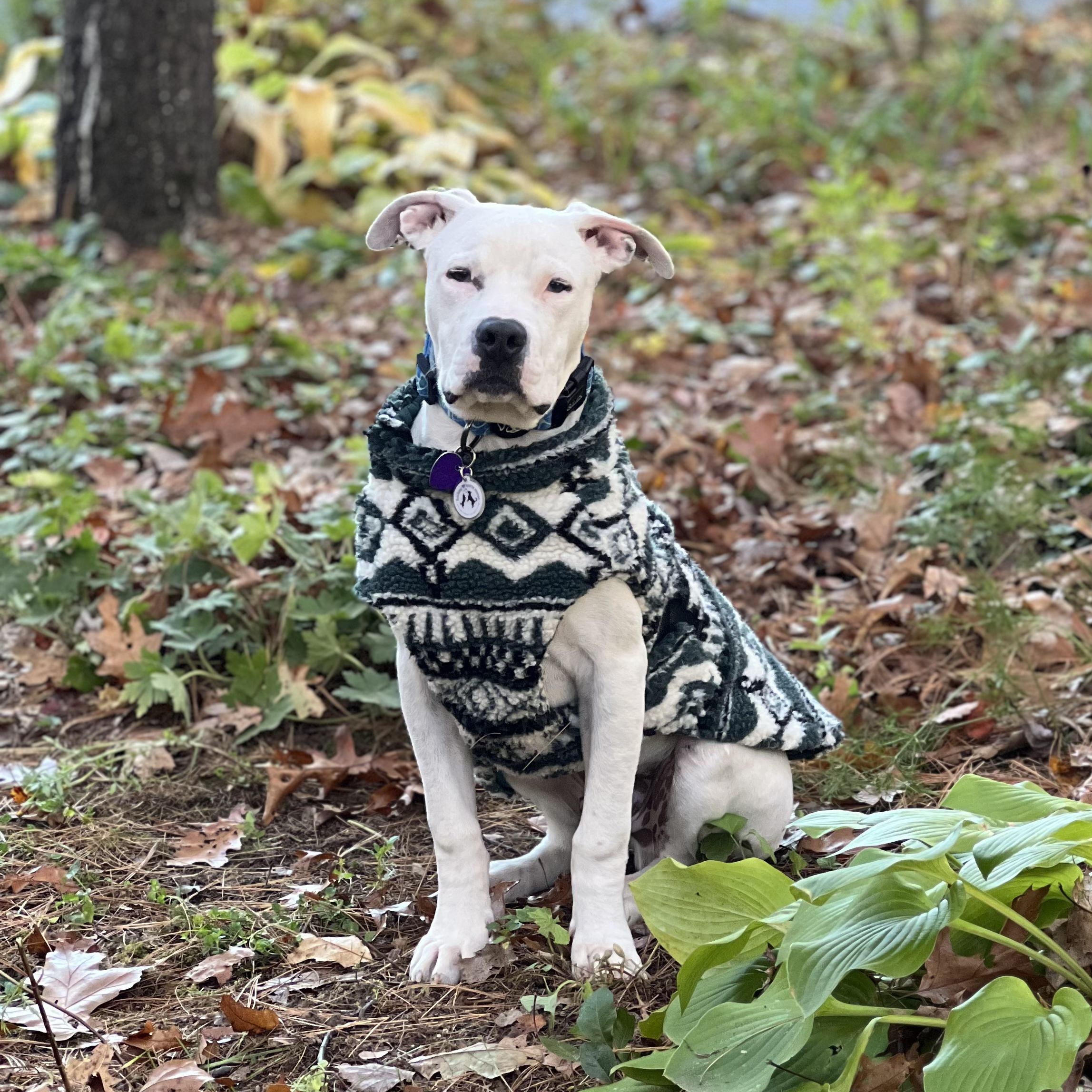 Enlarge Morty, a Adoptable mixed breed in Avon, CT image 2/6