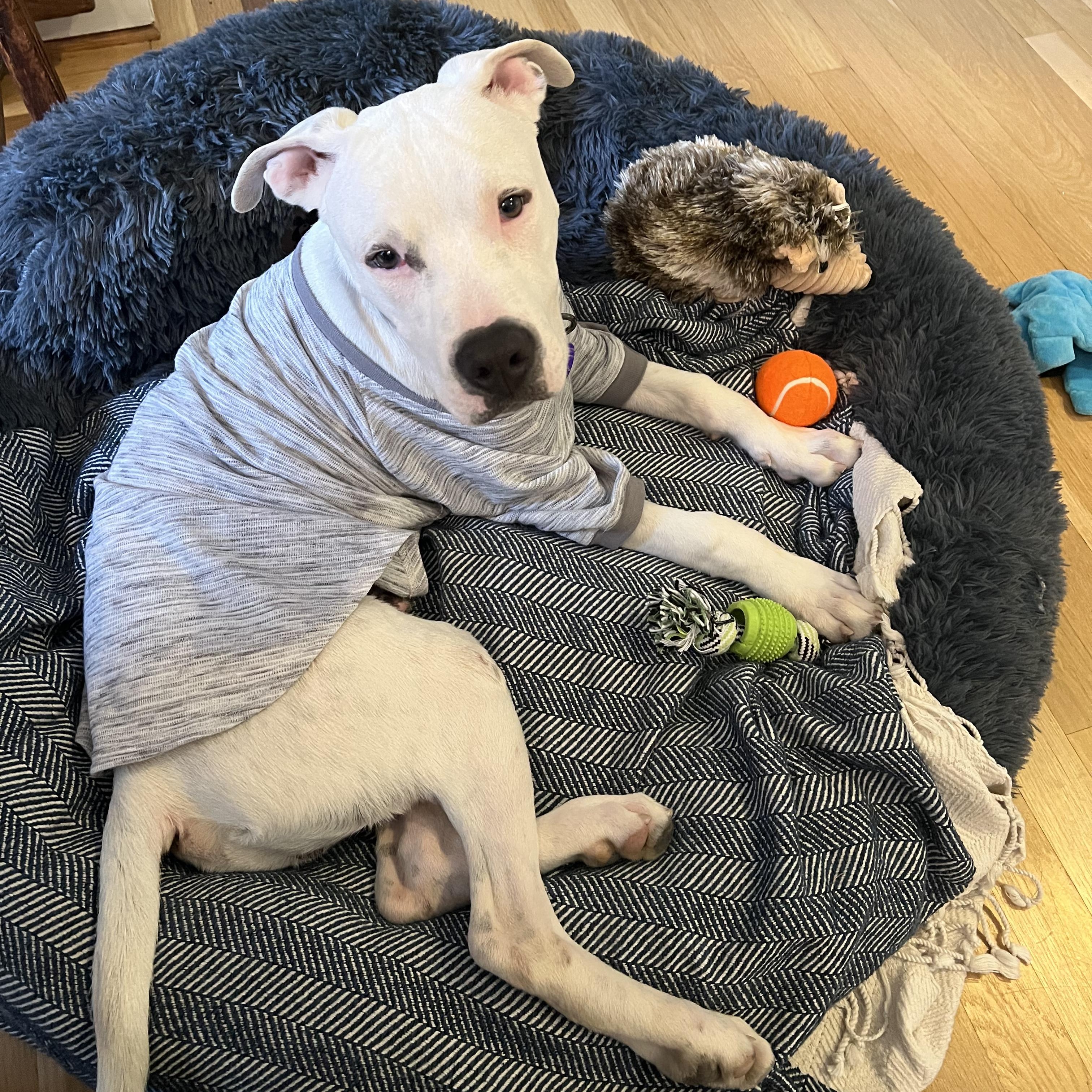 Enlarge Morty, a Adoptable mixed breed in Avon, CT image 1/6