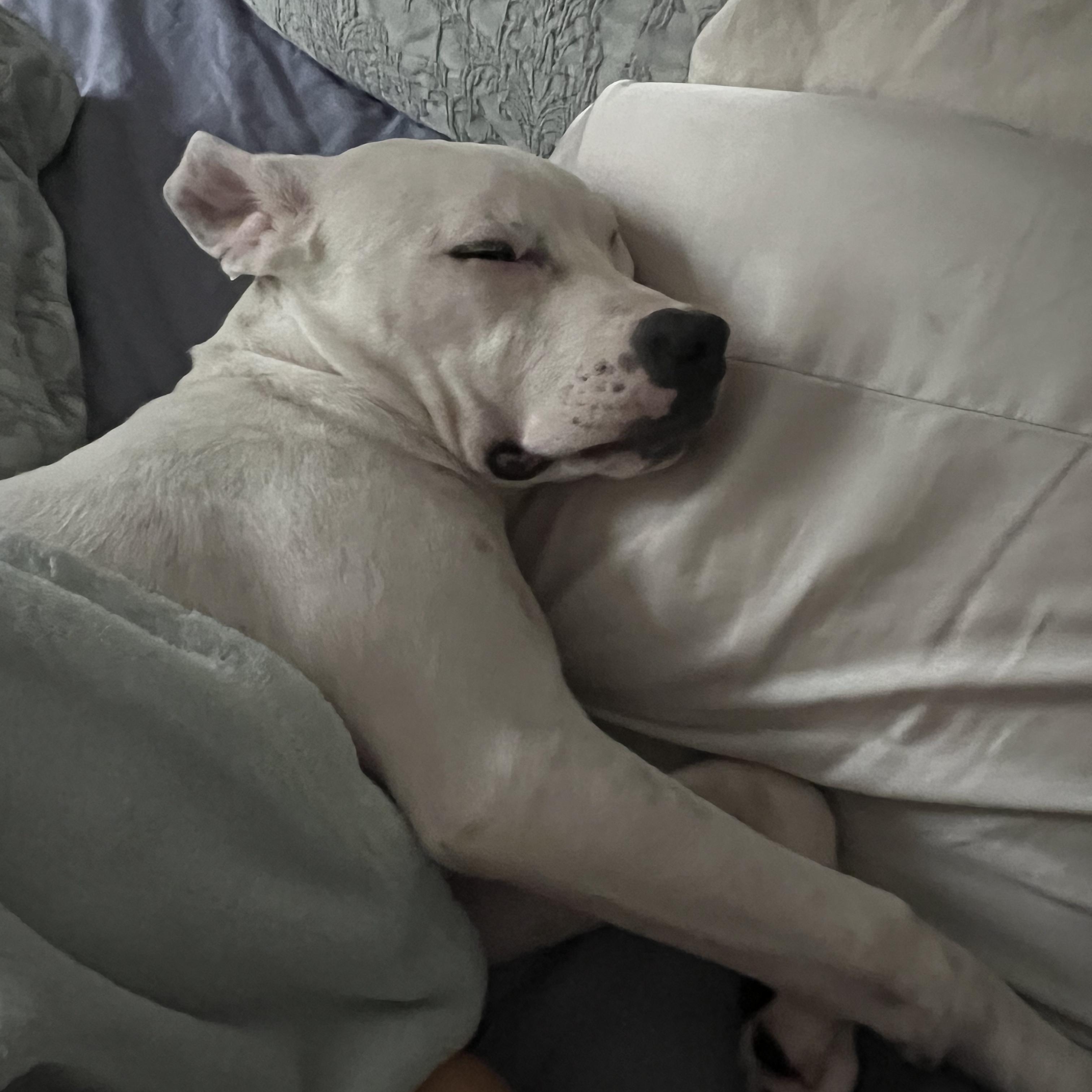 Enlarge Morty, a Adoptable mixed breed in Avon, CT image 4/6