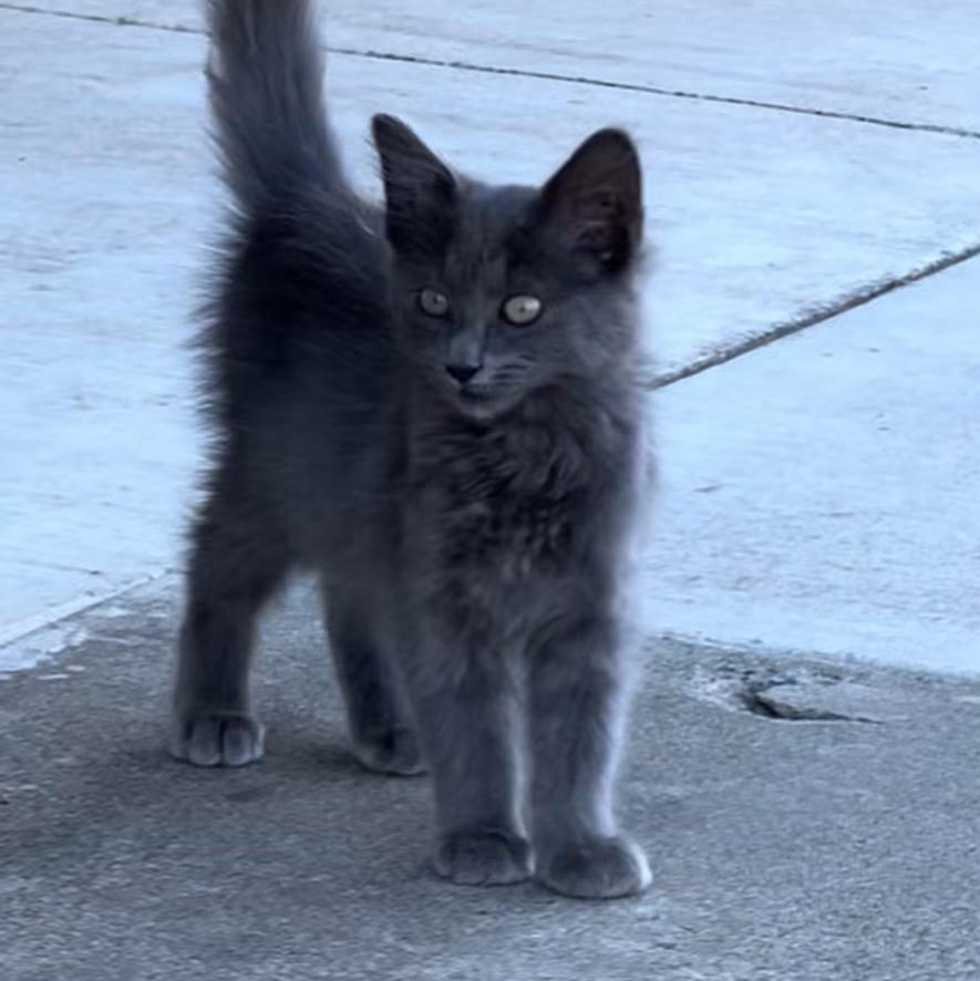 Enlarge GANDOLF, a Adoptable mixed breed in Escalon, CA image 6/6
