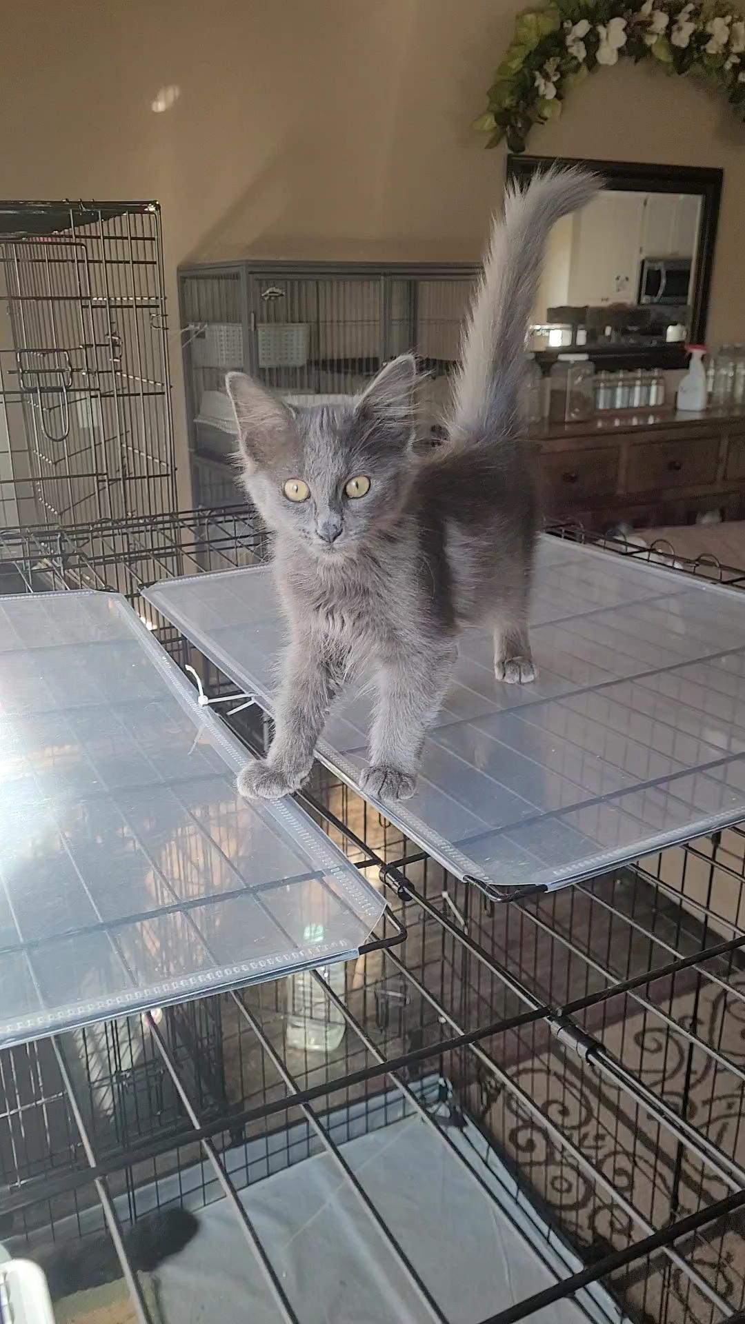 Enlarge GANDOLF, a Adoptable mixed breed in Escalon, CA image 5/6
