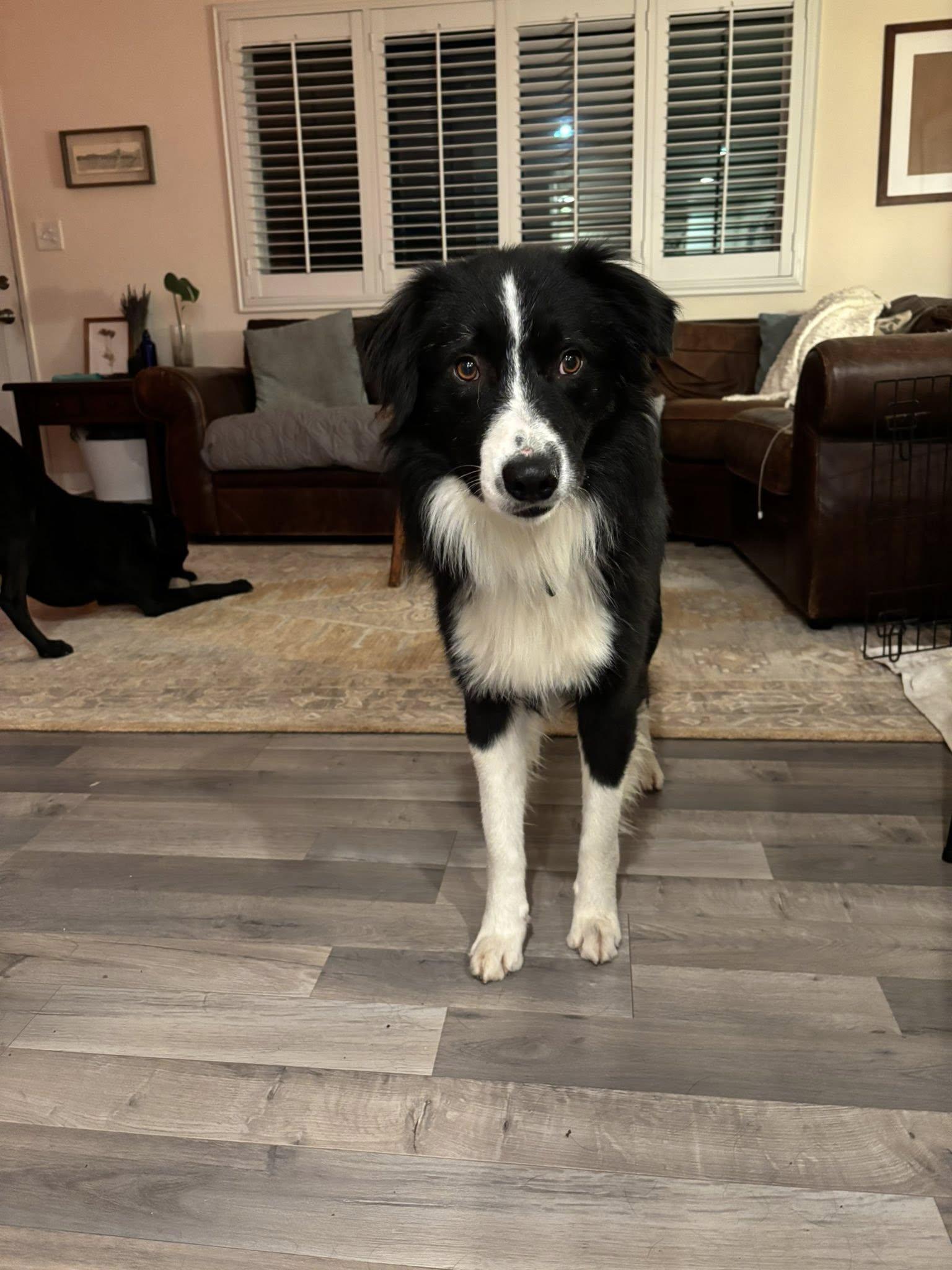 Kip, a Adoptable Border Collie in Paso Robles, CA image 1/3