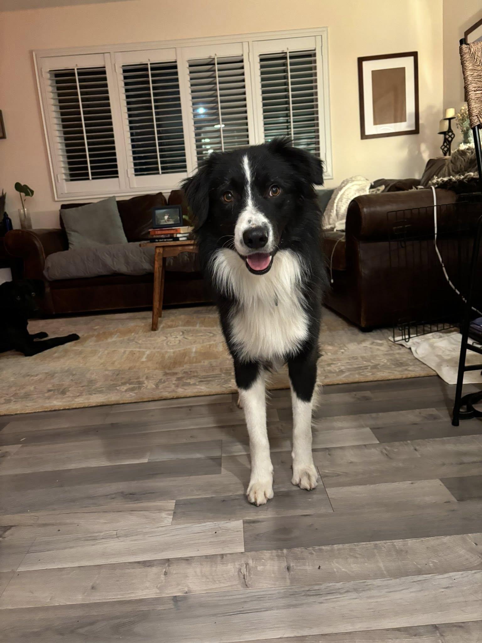 Kip, a Adoptable Border Collie in Paso Robles, CA image 2/3