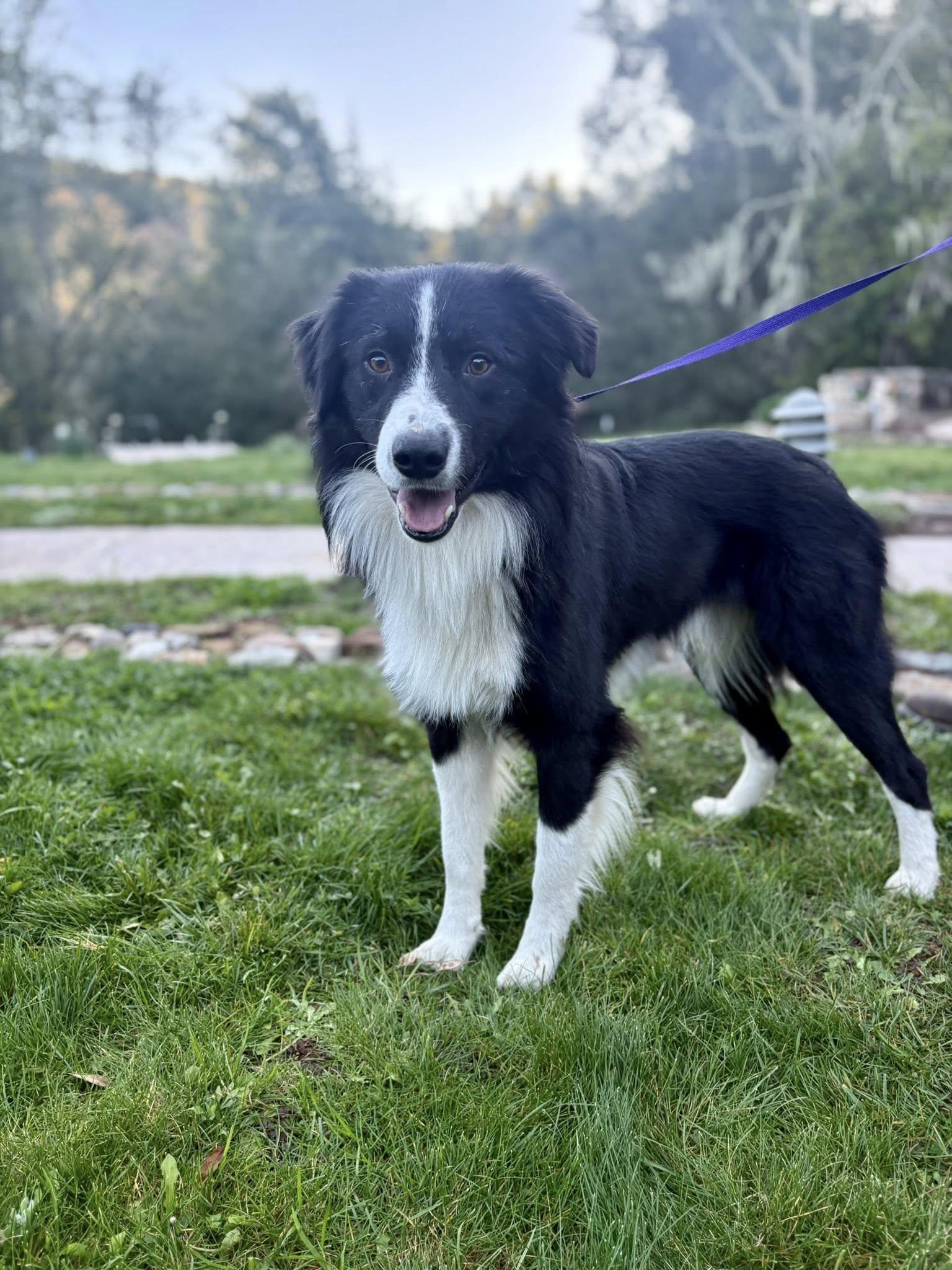 Kip, a Adoptable Border Collie in Paso Robles, CA image 3/3