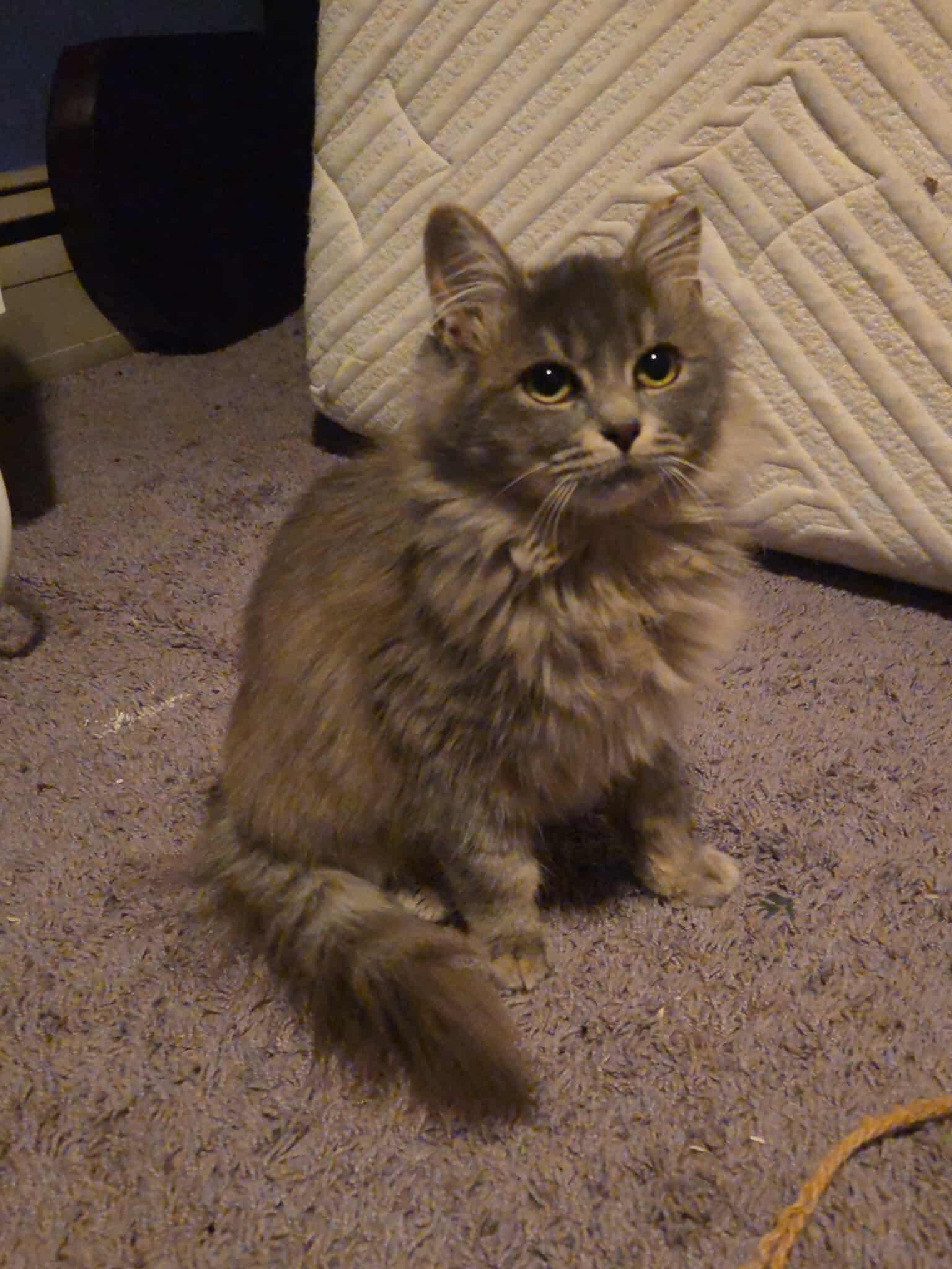 Enlarge Salt, a Adopted Domestic Long Hair in Elmira, NY image 1/2