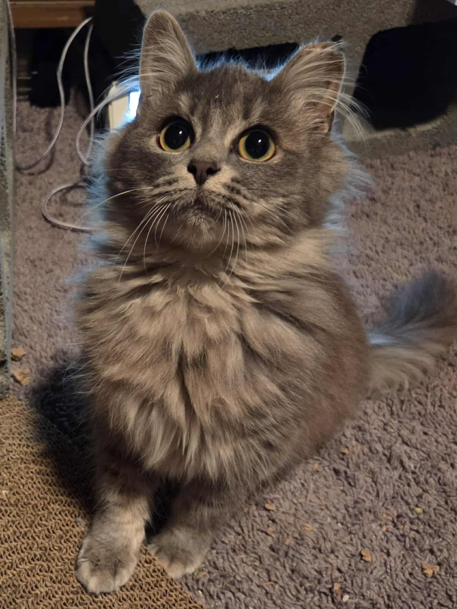 Enlarge Salt, a Adopted Domestic Long Hair in Elmira, NY image 2/2