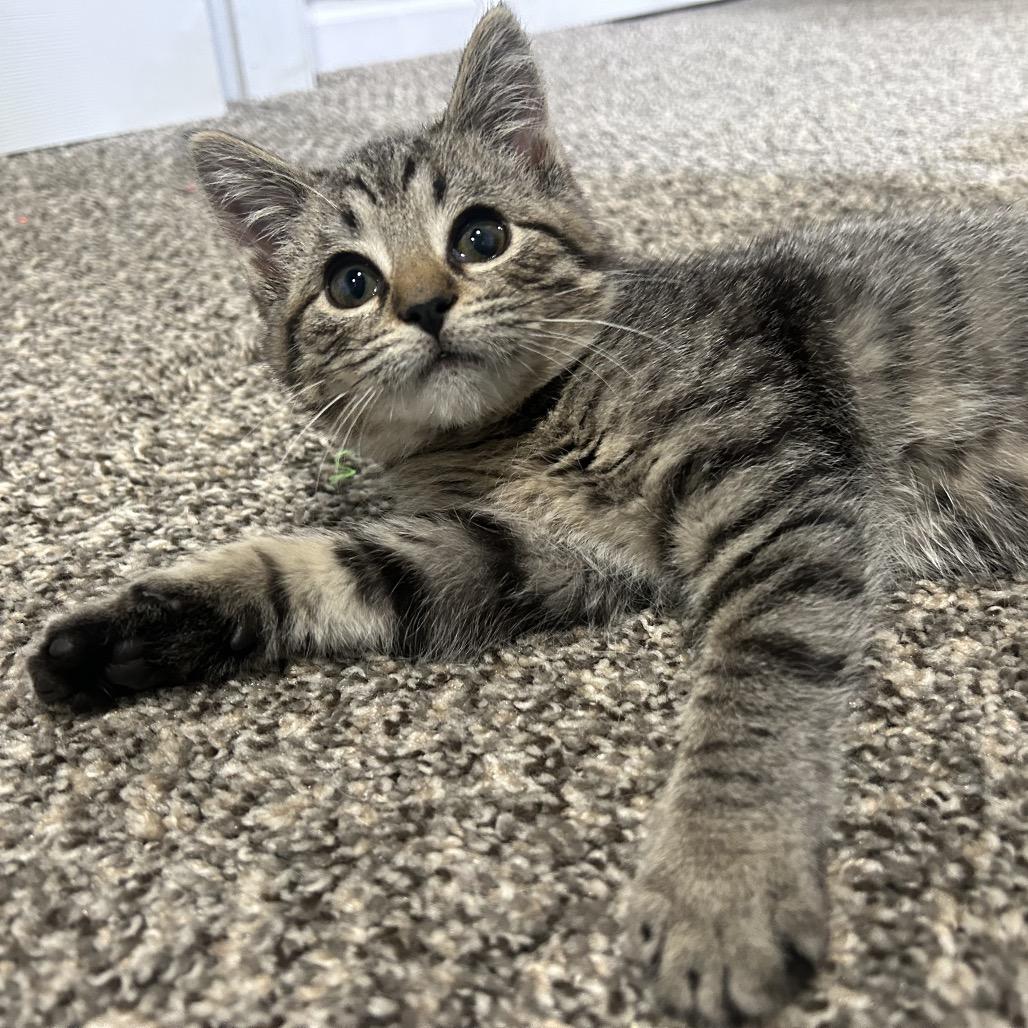 Enlarge Frankie, a Adoptable Domestic Short Hair in North Canton, OH image 2/5