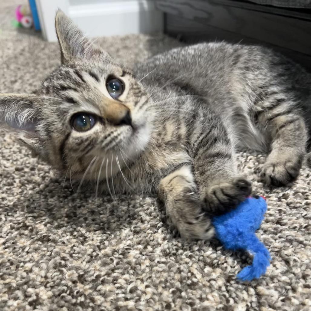 Enlarge Frankie, a Adoptable Domestic Short Hair in North Canton, OH image 3/5