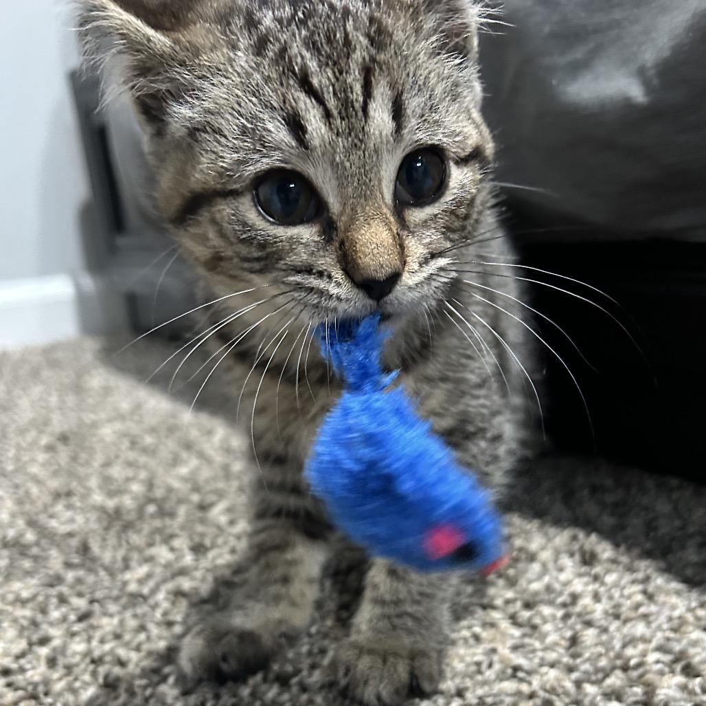 Enlarge Frankie, a Adoptable Domestic Short Hair in North Canton, OH image 4/5
