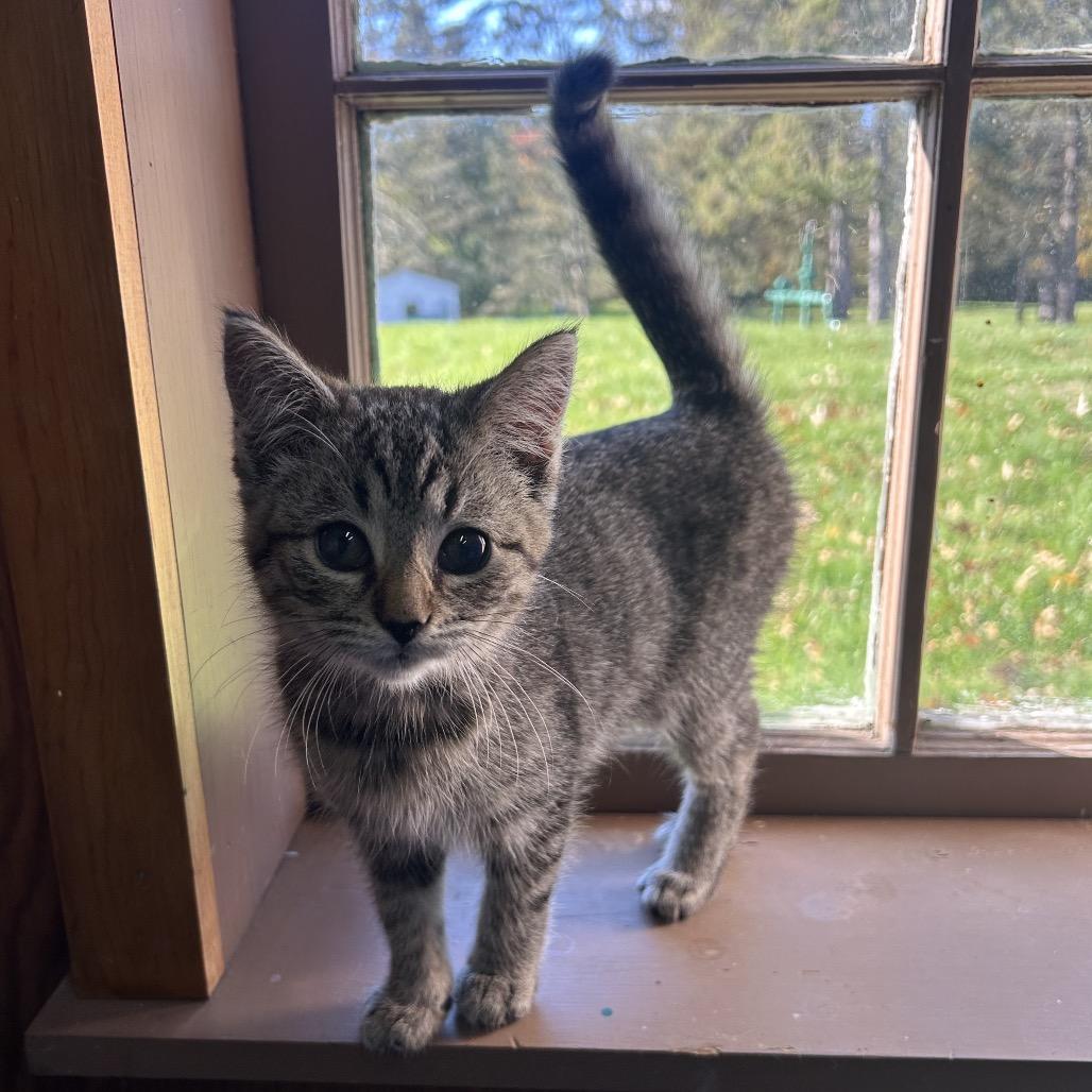 Enlarge Frankie, a Adoptable Domestic Short Hair in North Canton, OH image 5/5