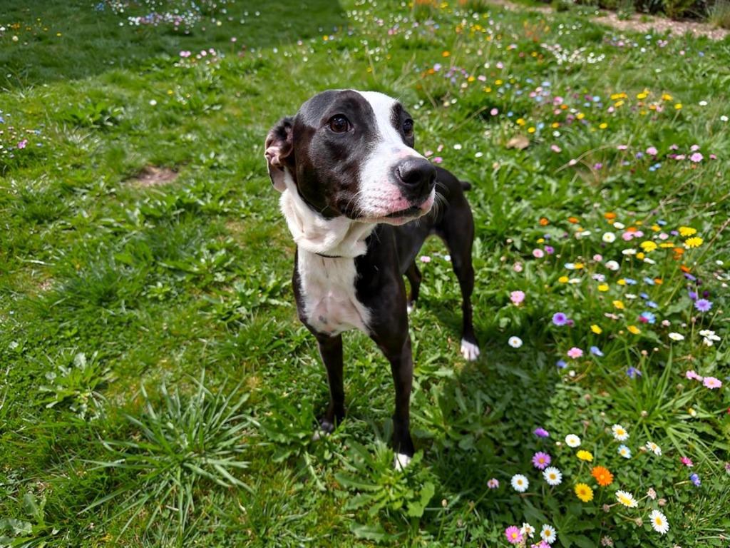 Pypa (Kathulu), Adoptable, Young Female Labrador Retriever & Pit Bull Terrier.