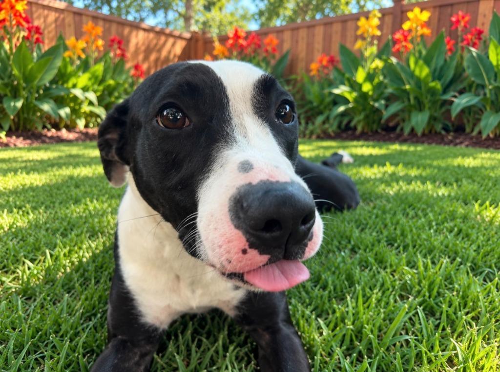 Enlarge Pypa (Kathulu), a Adoptable mixed breed in Sebastian, FL image 2/6