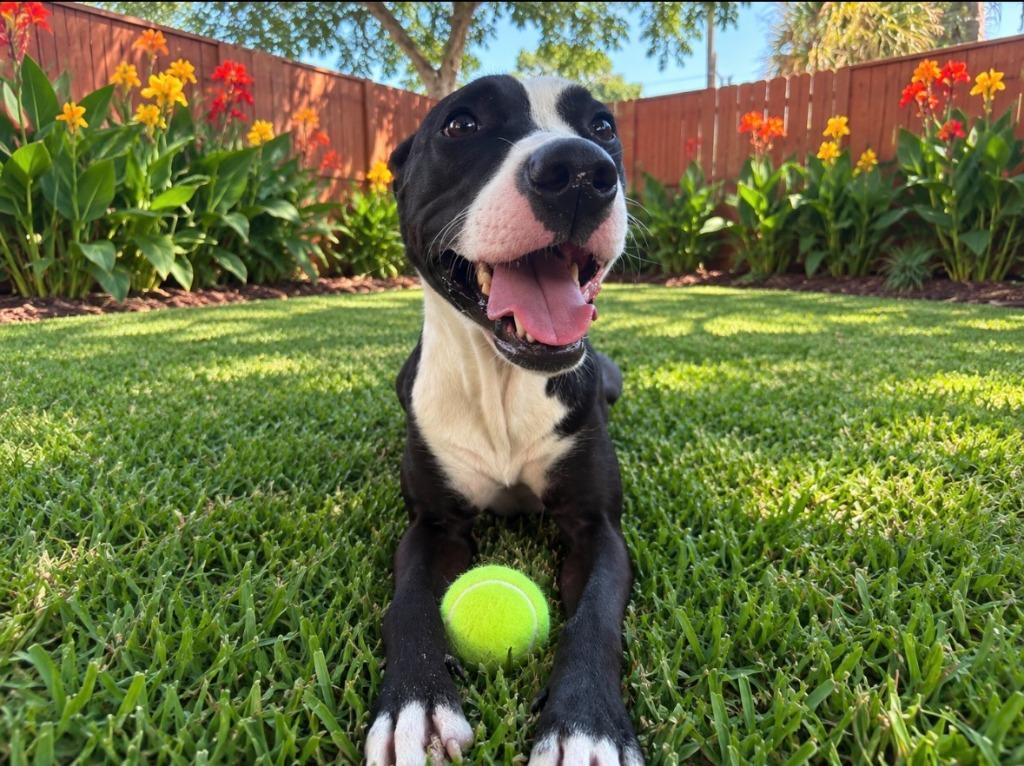 Enlarge Pypa (Kathulu), a Adoptable mixed breed in Sebastian, FL image 3/6