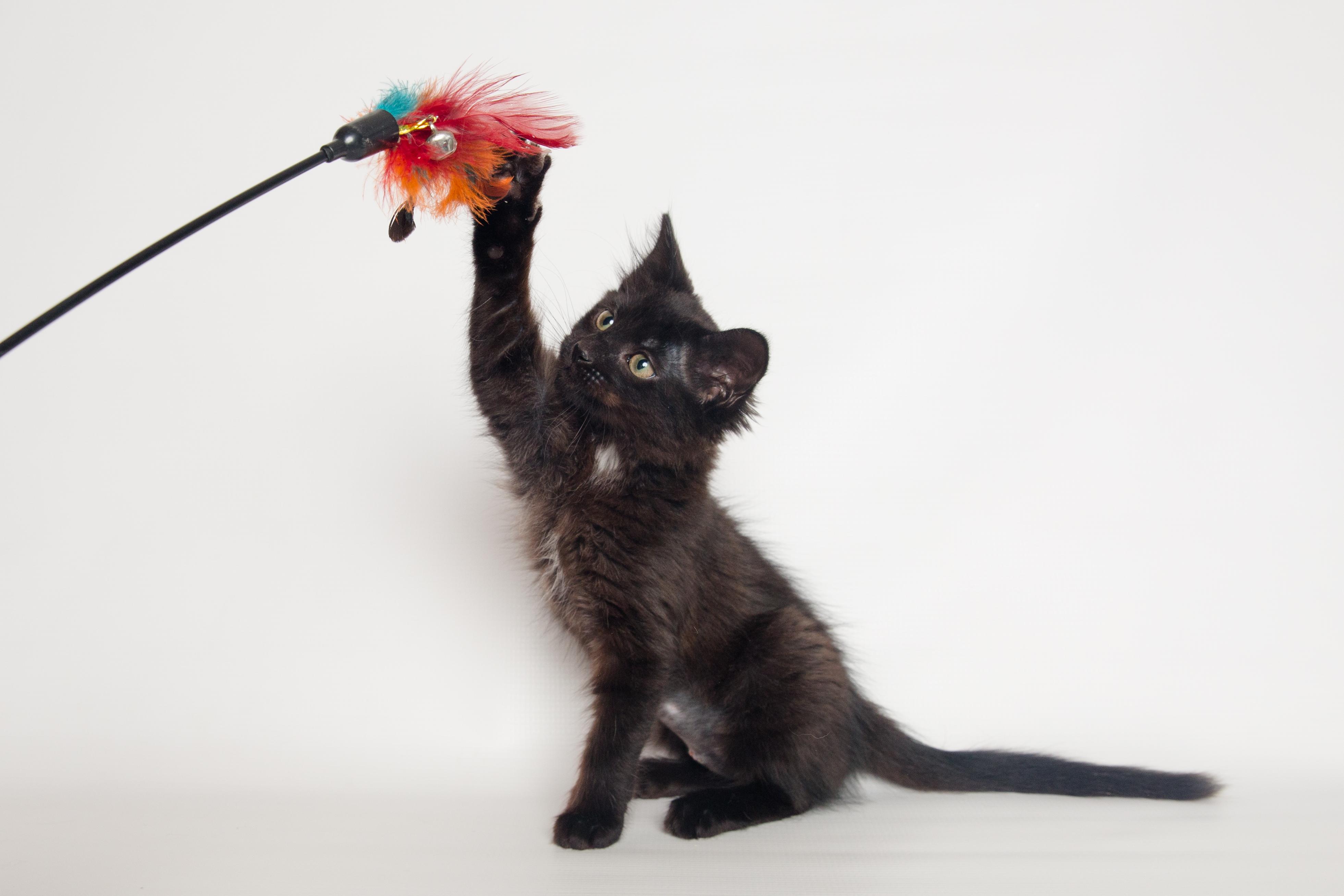 Tiara, an adopted Domestic Medium Hair in Jefferson, LA image 4/6