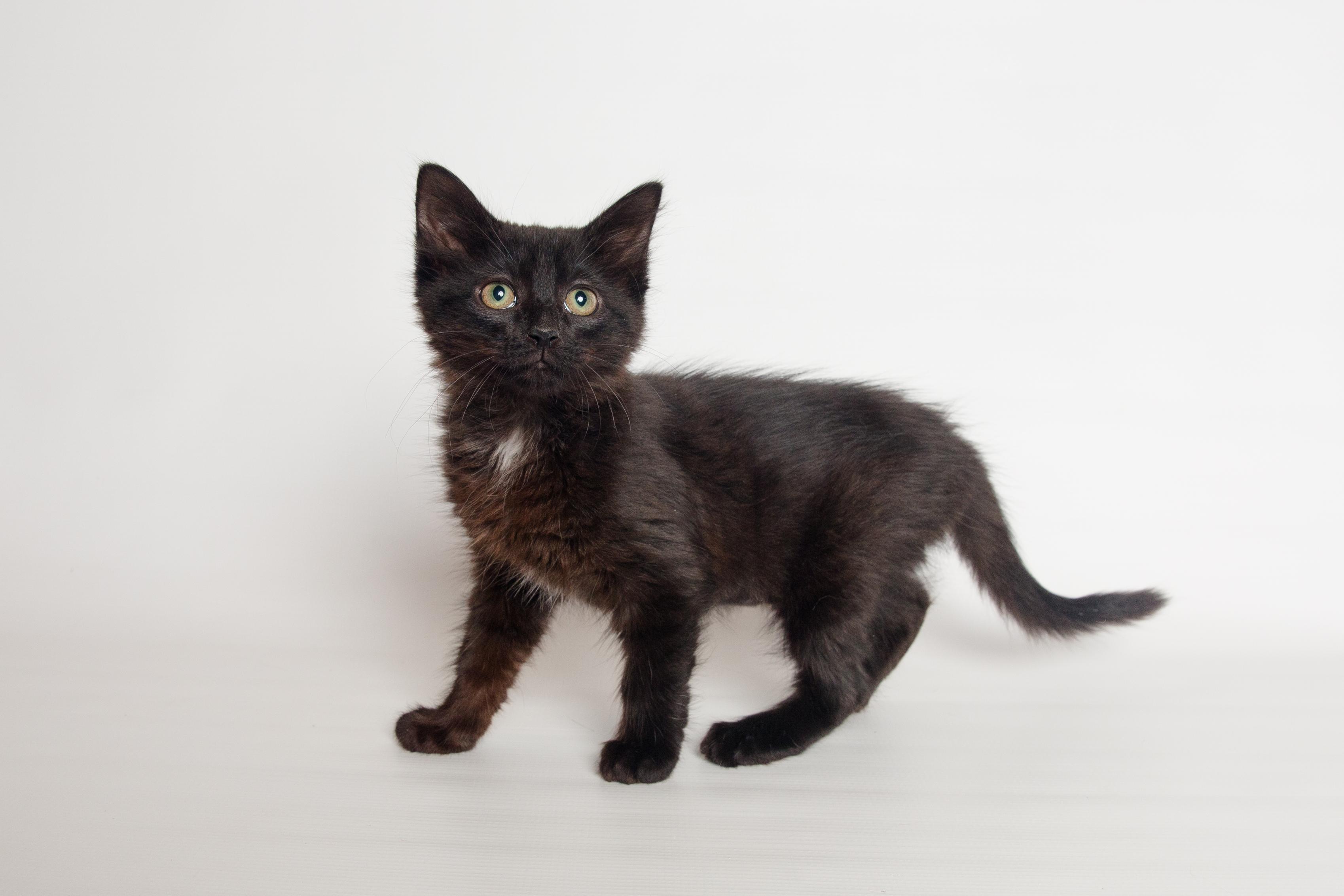 Tiara, an adopted Domestic Medium Hair in Jefferson, LA image 2/6