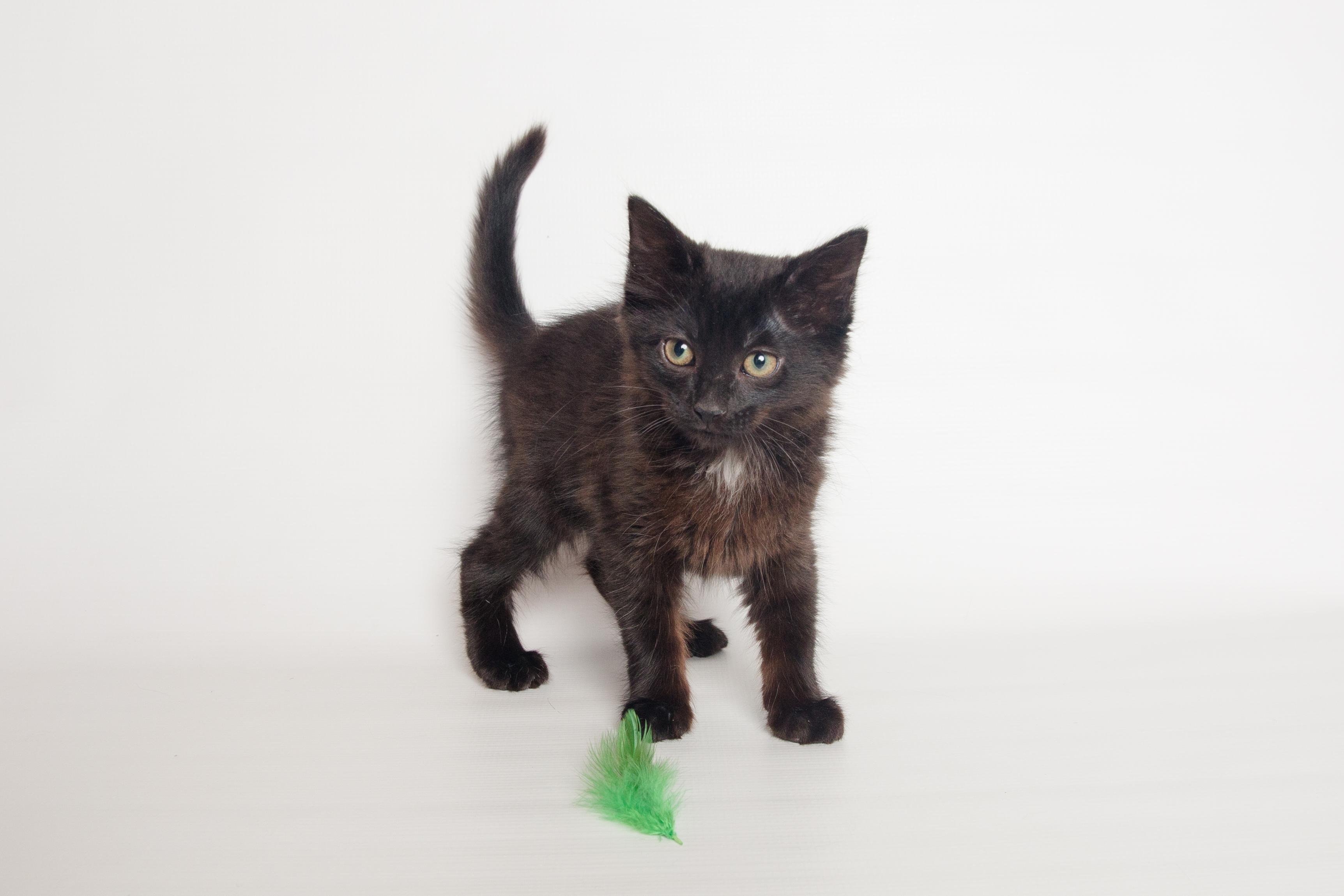 Tiara, an adopted Domestic Medium Hair in Jefferson, LA image 5/6