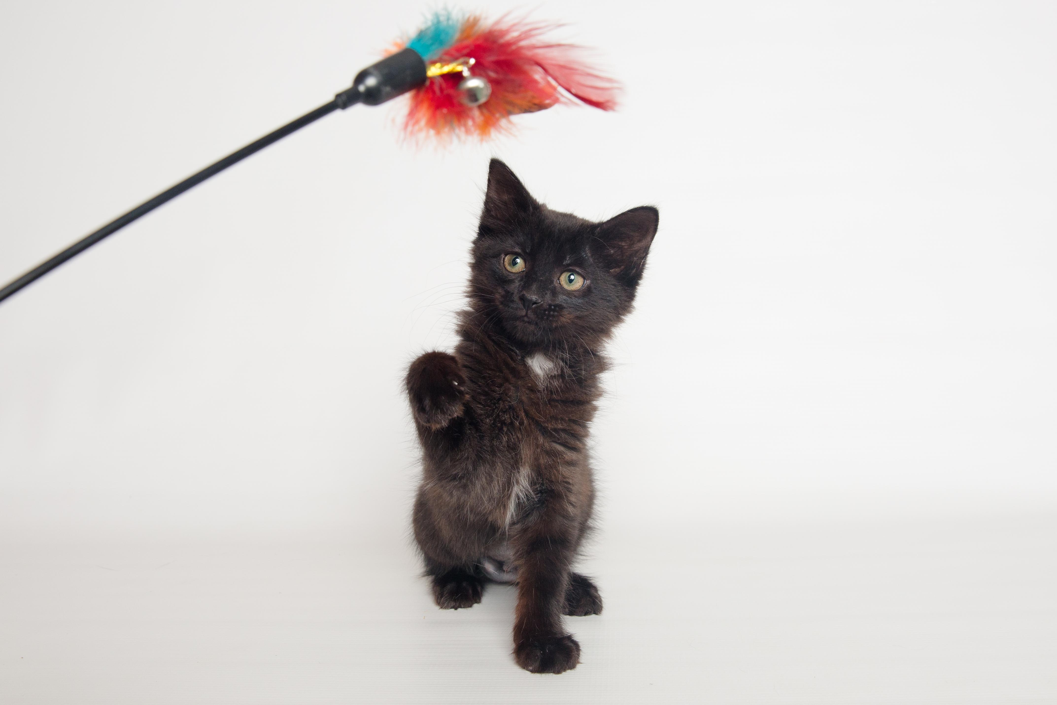 Tiara, adopted, Kitten Female Domestic Medium Hair.