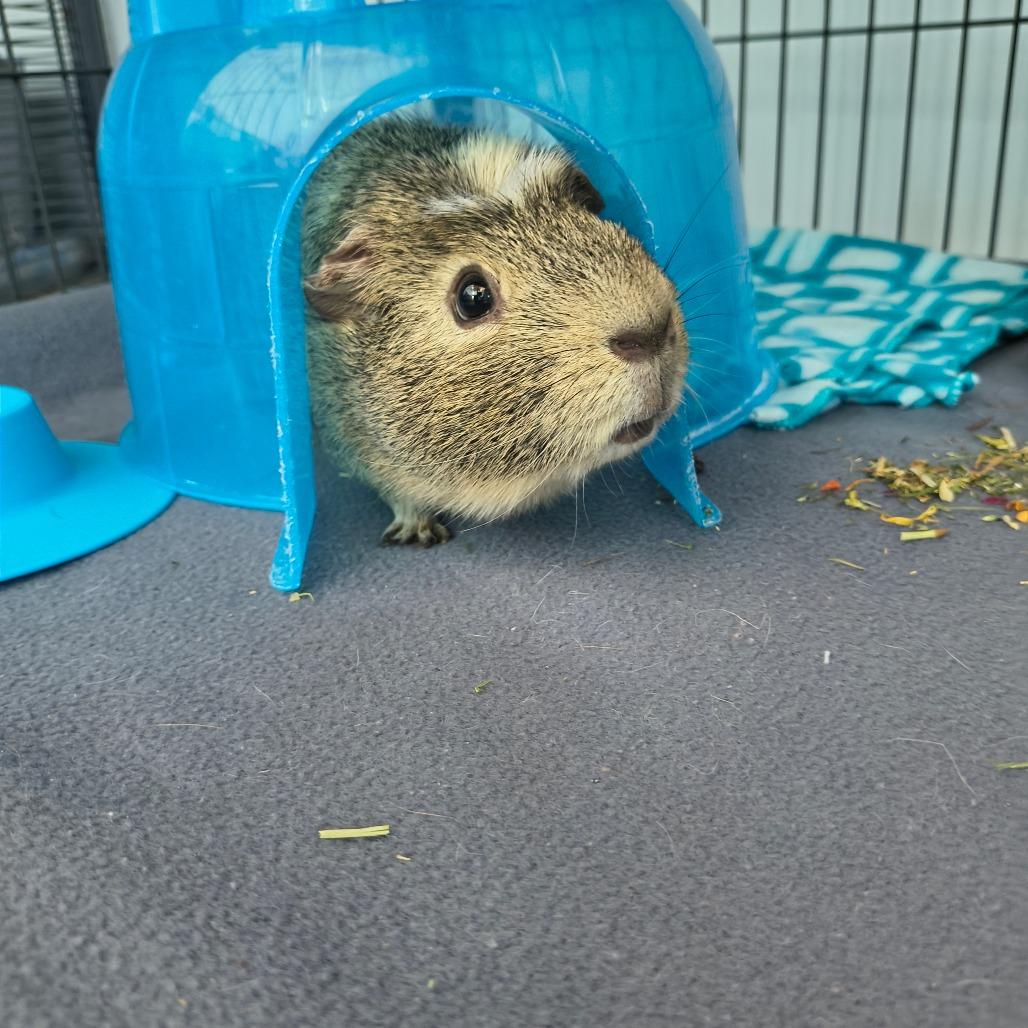 Tony, Adoptable, Adult Male Guinea Pig.