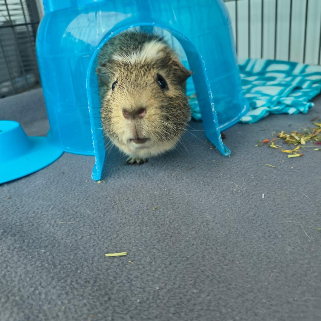 Tony, a Adoptable Guinea Pig in Warwick, RI image 2/4