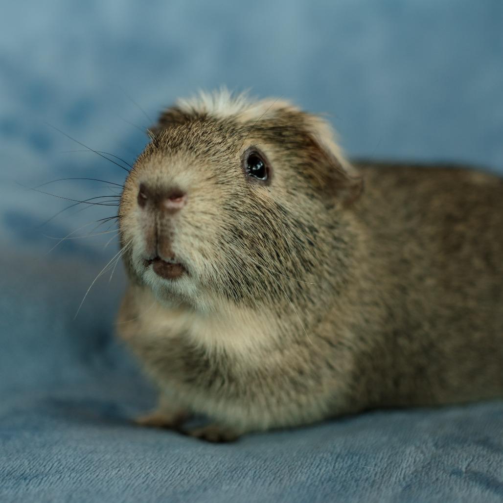 Tony, a Adoptable Guinea Pig in Warwick, RI image 3/4