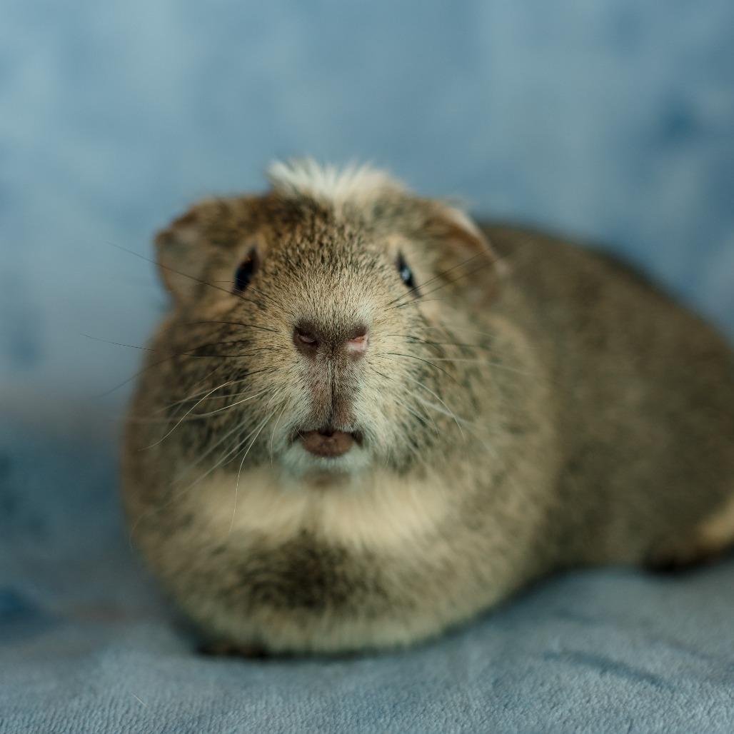 Tony, a Adoptable Guinea Pig in Warwick, RI image 4/4