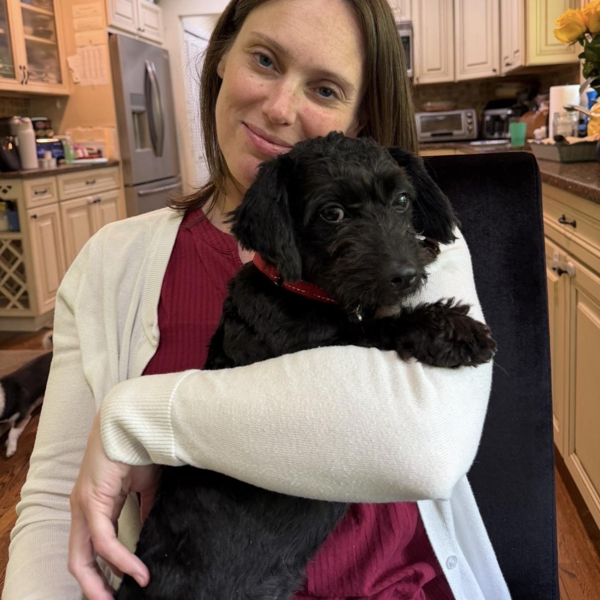 Enlarge Felix, an adopted Schnoodle in Brooklyn, NY image 3/6
