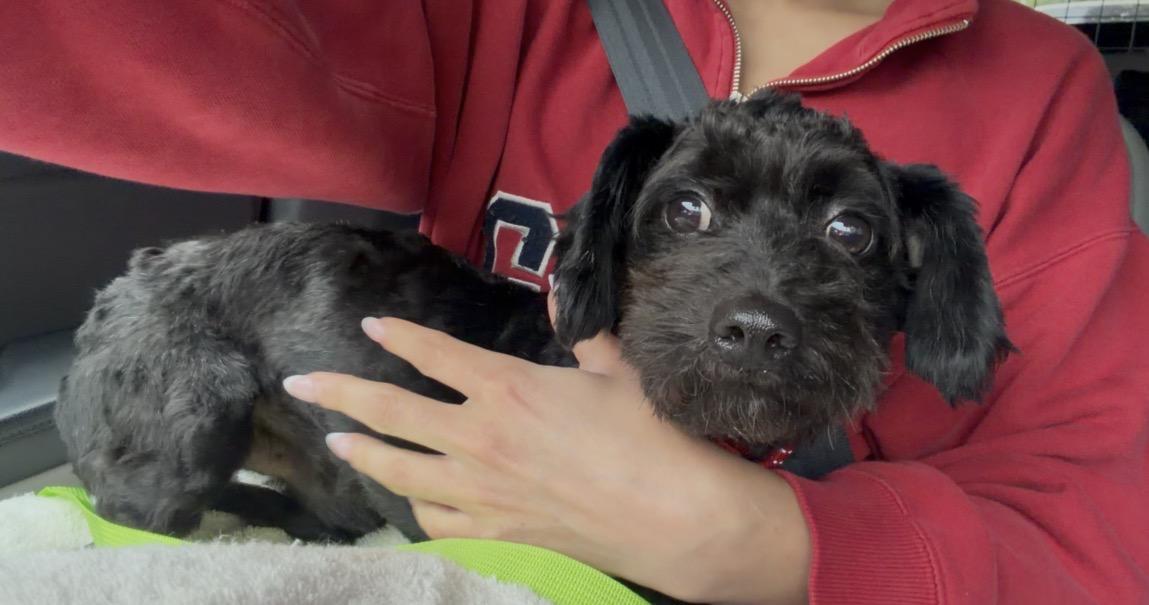 Enlarge Felix, an adopted Schnoodle in Brooklyn, NY image 5/6