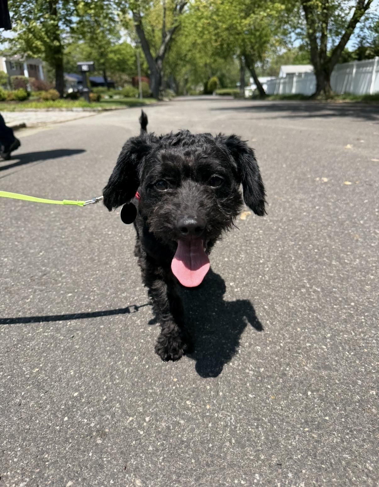 Enlarge Felix, an adopted Schnoodle in Brooklyn, NY image 6/6