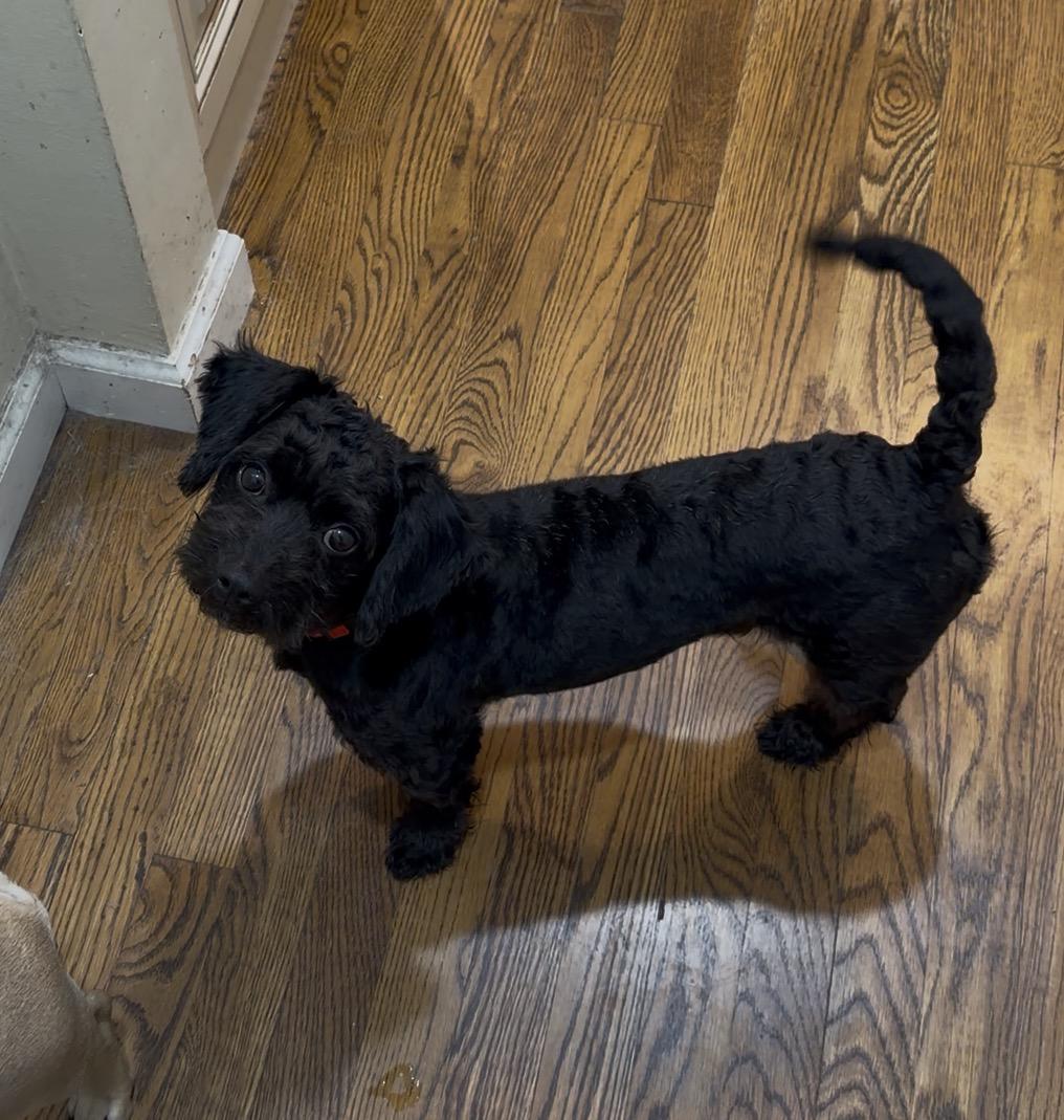 Enlarge Felix, an adopted Schnoodle in Brooklyn, NY image 4/6