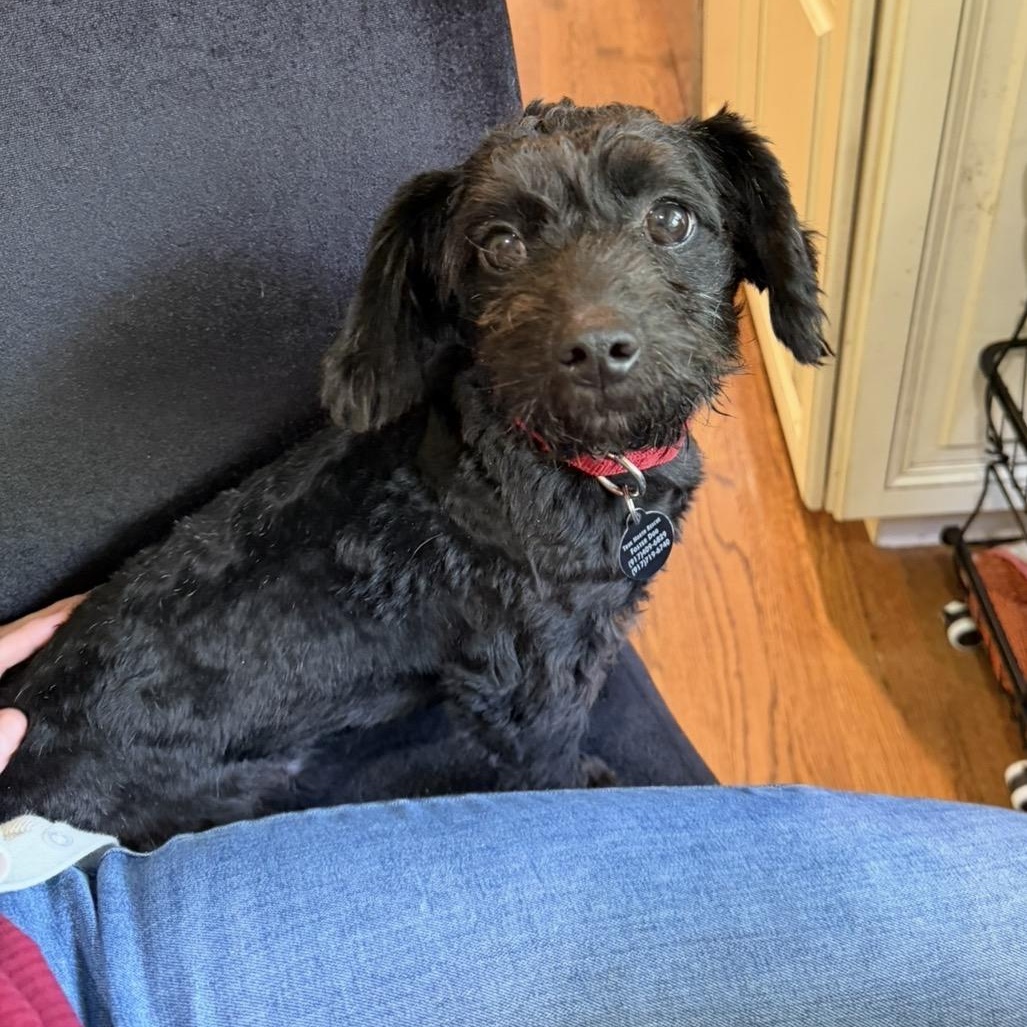 Enlarge Felix, an adopted Schnoodle in Brooklyn, NY image 2/6