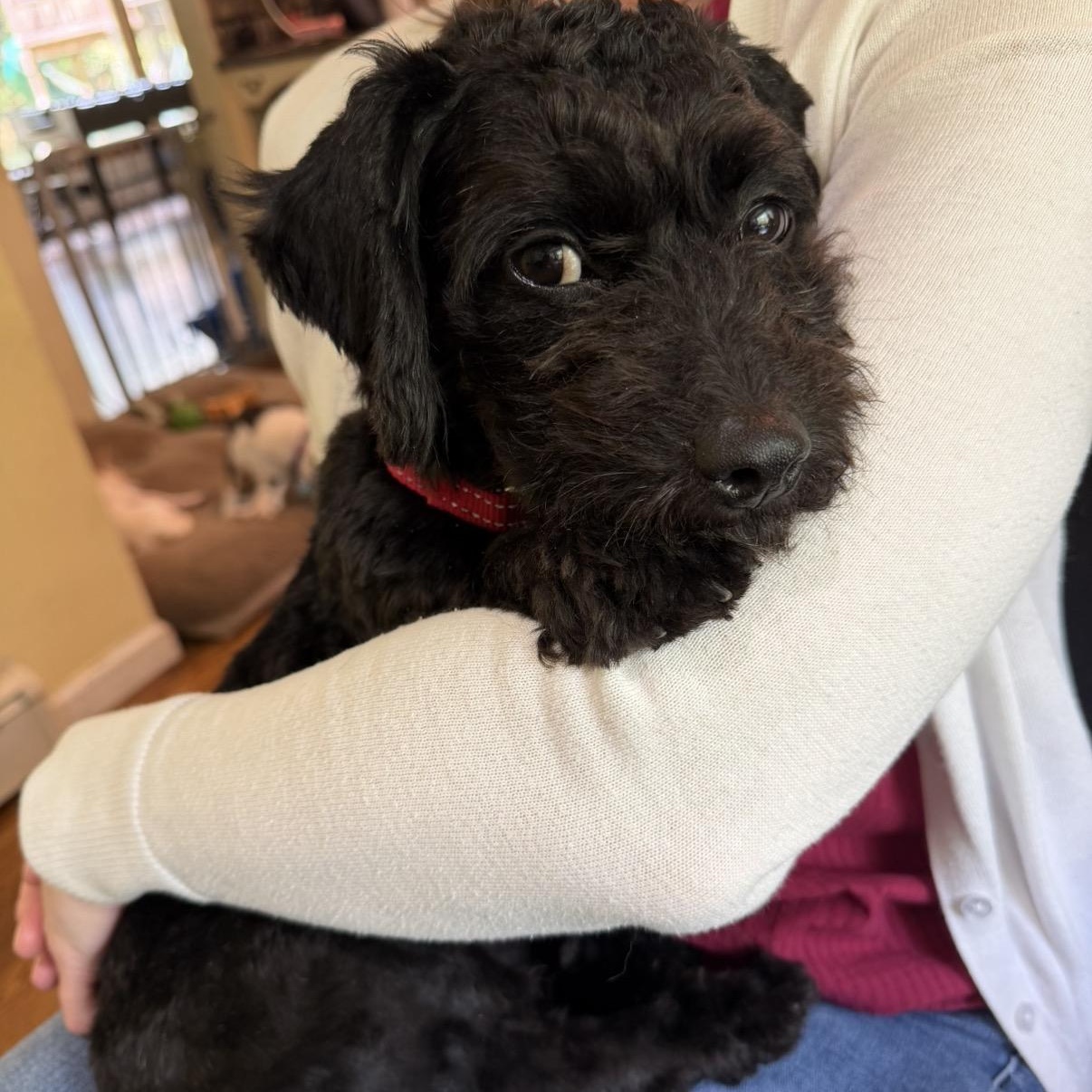 Enlarge Felix, an adopted Schnoodle in Brooklyn, NY image 1/6