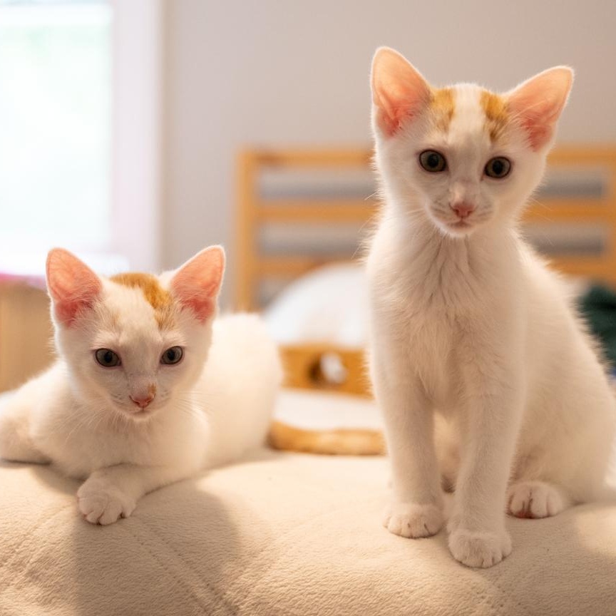 Phil and Bill Bonded Brothers VERY FUN DUO, a ADOPTABLE mixed breed in Bethel, CT image 1/6
