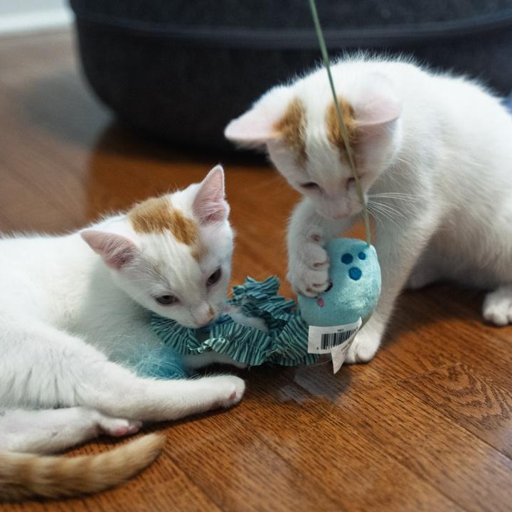 Phil and Bill Bonded Brothers VERY FUN DUO, a ADOPTABLE mixed breed in Bethel, CT image 2/6