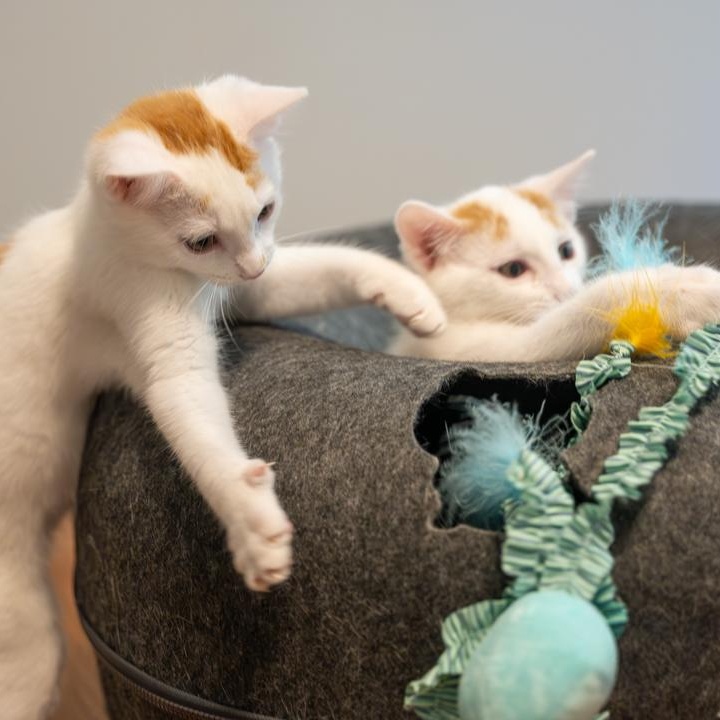 Phil and Bill Bonded Brothers VERY FUN DUO, a ADOPTABLE mixed breed in Bethel, CT image 3/6