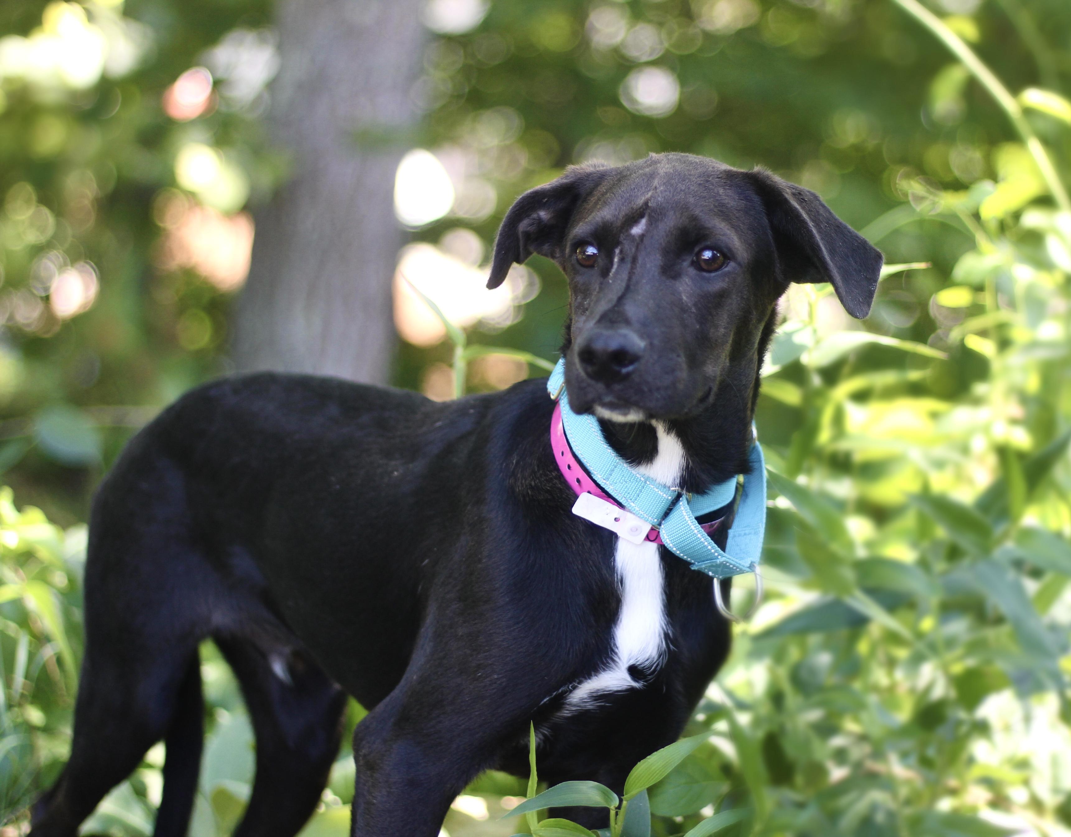 Enlarge Waived Fee Jimbo in NH. Come Meet our Adoptable Dogs Wednesday-Saturday. More info in Bio, a ADOPTABLE mixed breed in Manchester, NH image 2/3