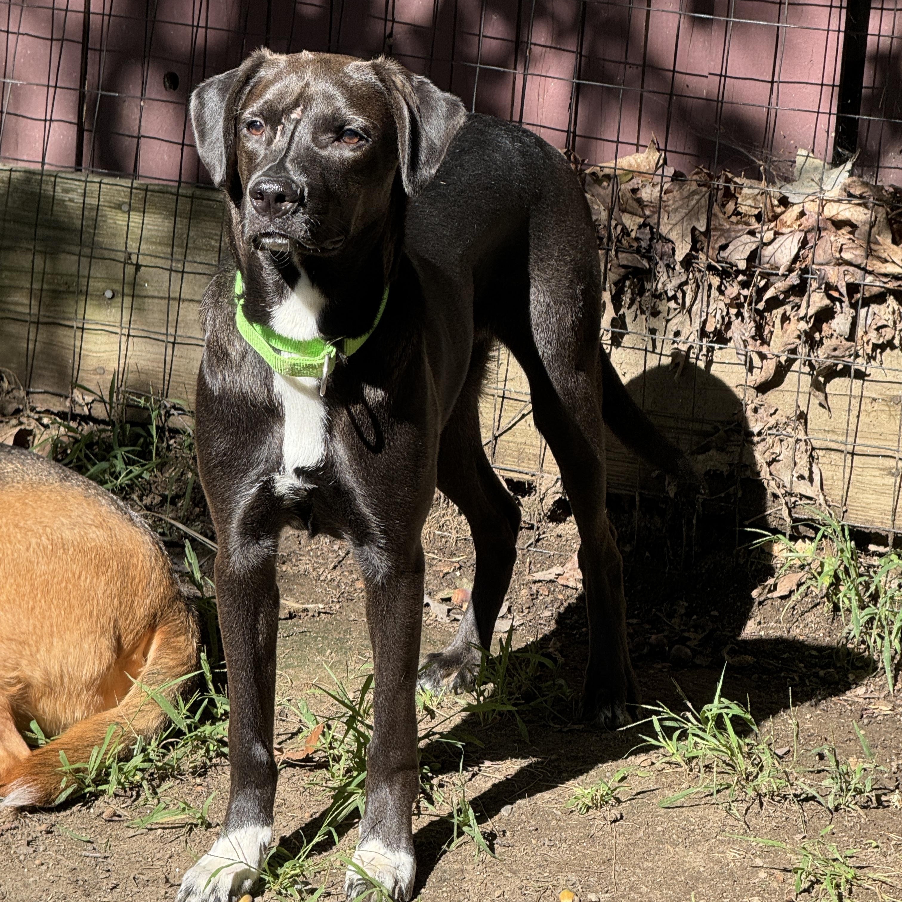 Enlarge Waived Fee Jimbo in NH. Come Meet our Adoptable Dogs Wednesday-Saturday. More info in Bio, a Adoptable mixed breed in Manchester, NH image 4/6