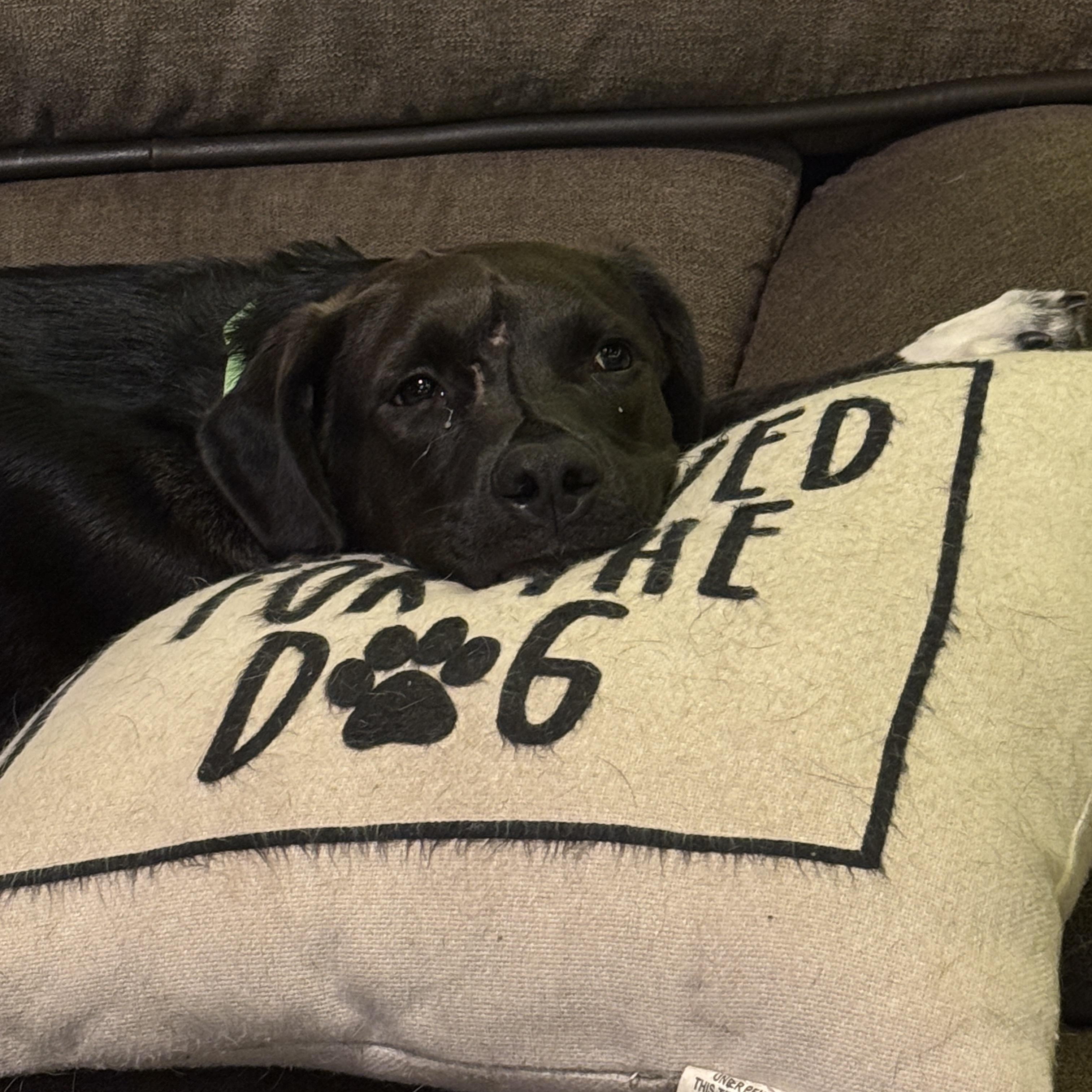 Enlarge Waived Fee Jimbo in NH. Come Meet our Adoptable Dogs Wednesday-Saturday. More info in Bio, a Adoptable mixed breed in Manchester, NH image 6/6