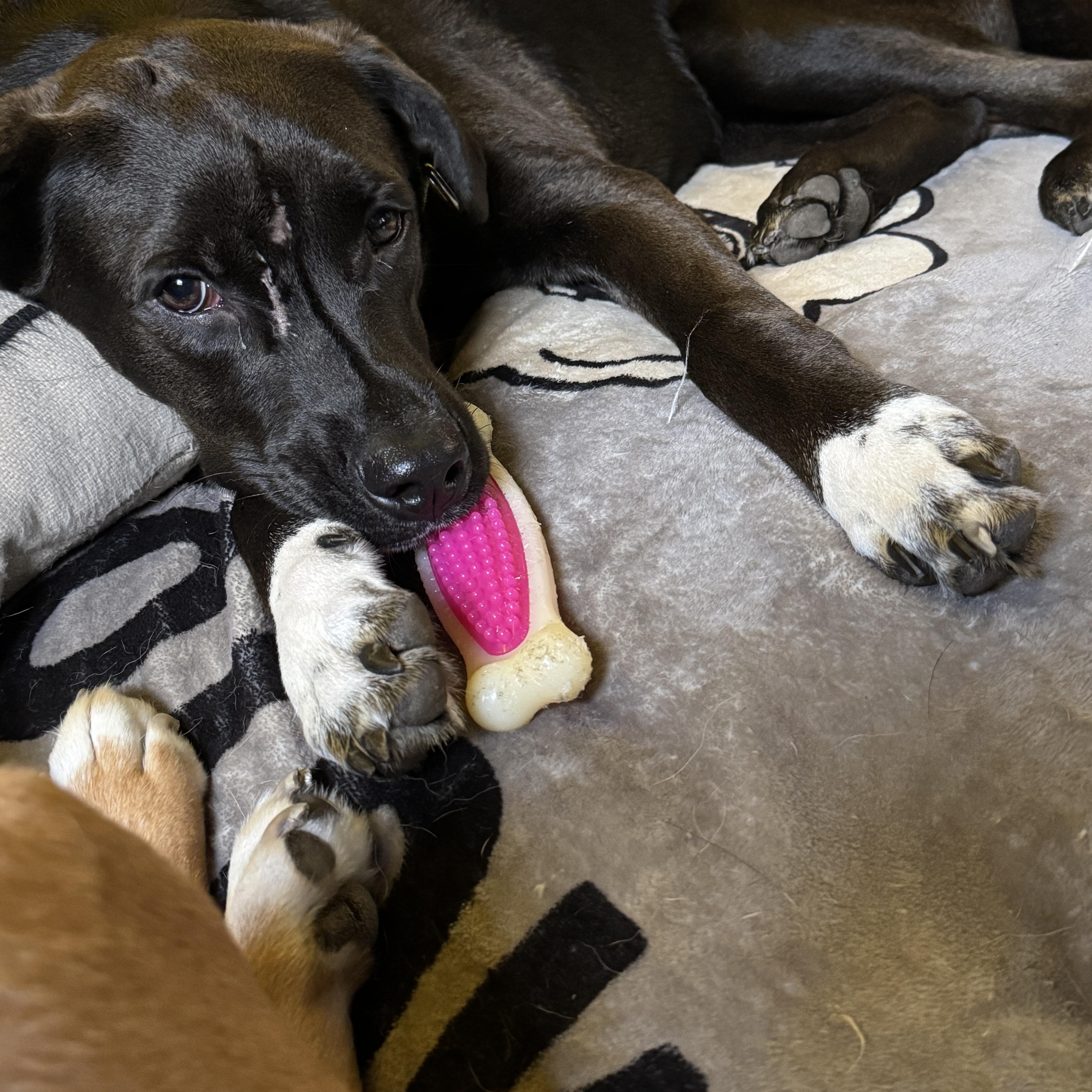 Enlarge Waived Fee Jimbo in NH. Come Meet our Adoptable Dogs Wednesday-Saturday. More info in Bio, a Adoptable mixed breed in Manchester, NH image 5/6