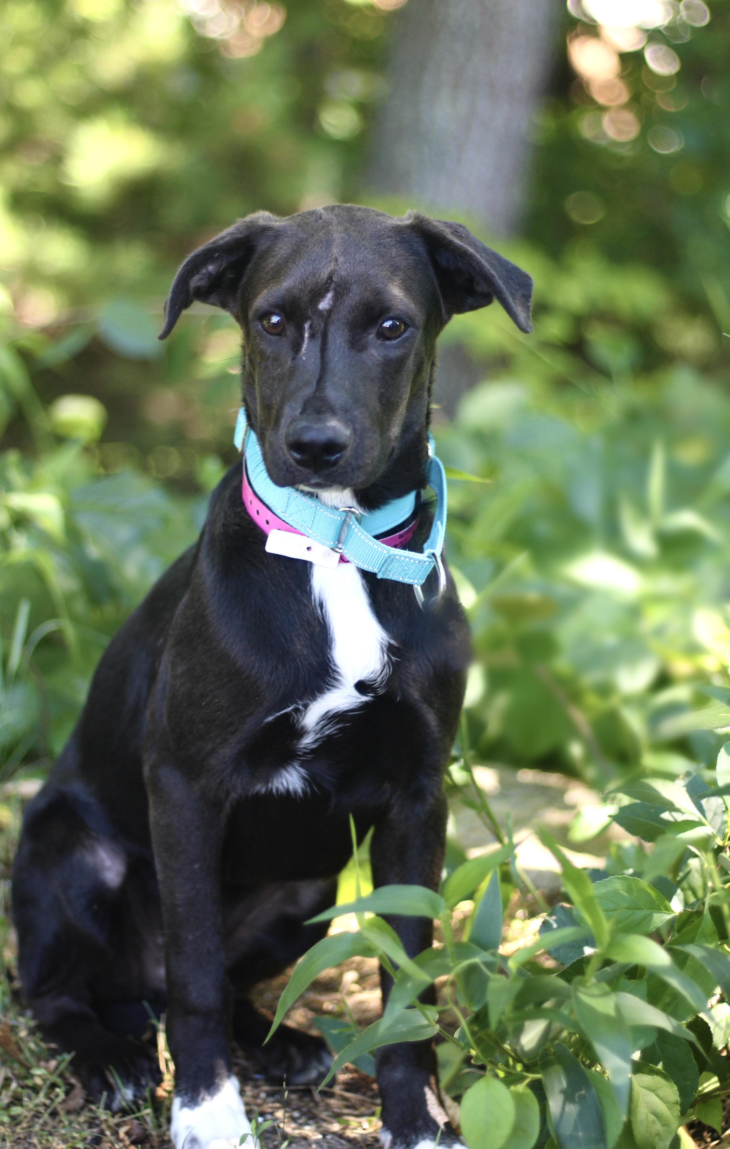 Enlarge Waived Fee Jimbo in NH. Come Meet our Adoptable Dogs Wednesday-Saturday. More info in Bio, a ADOPTABLE mixed breed in Manchester, NH image 3/3